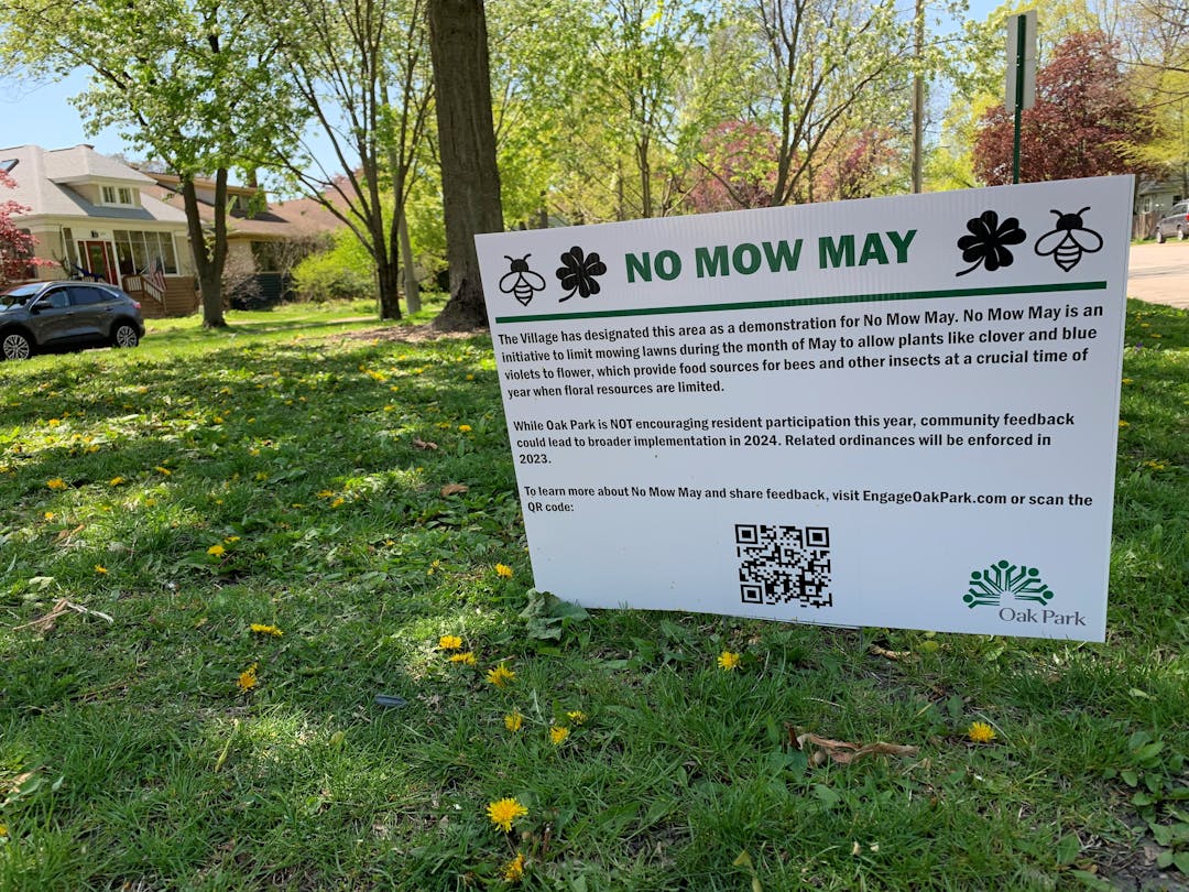 No Mow May displayed in Oak Parl at Lombard Ave. and Randolph St.