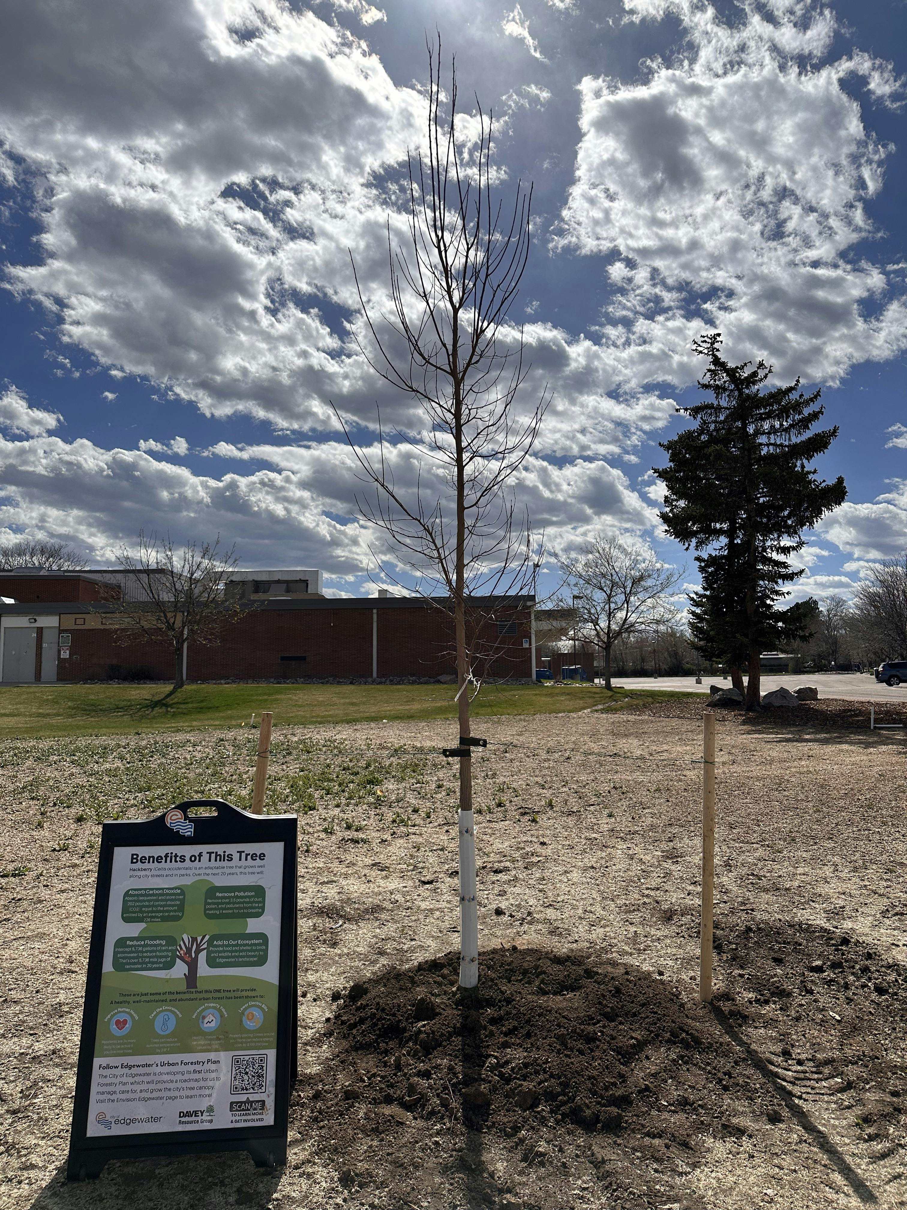 Arbor Day Tree Planting