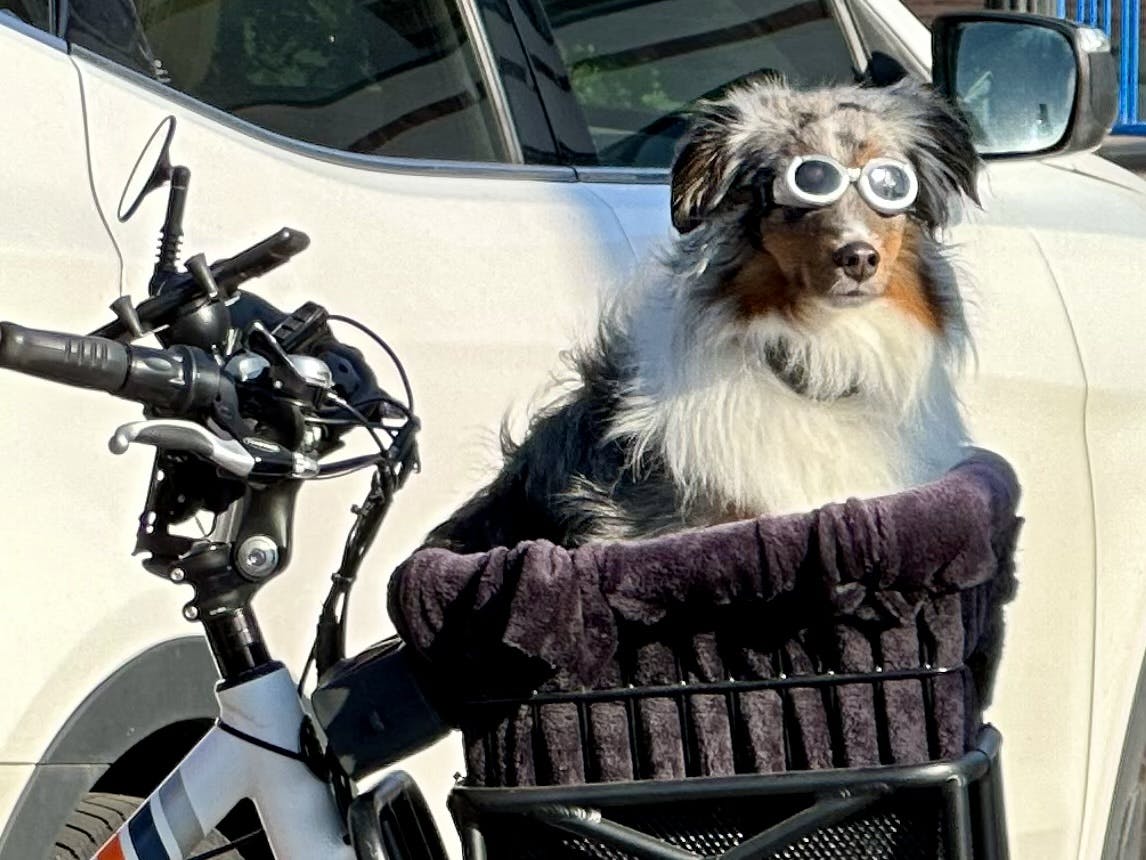 Bike to Work - Dog Mo.jpg