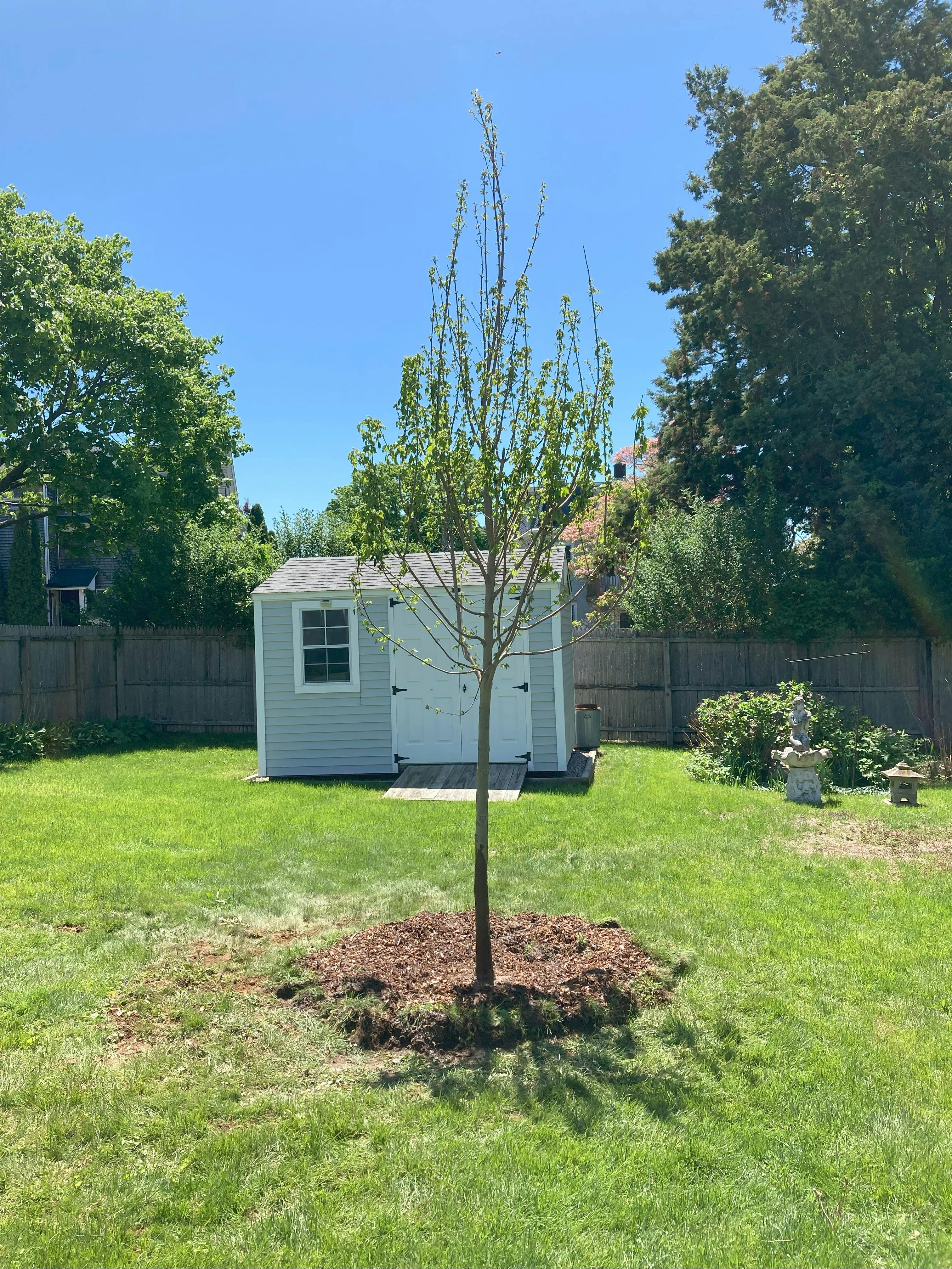 Spring Tree Planting_5.jpg