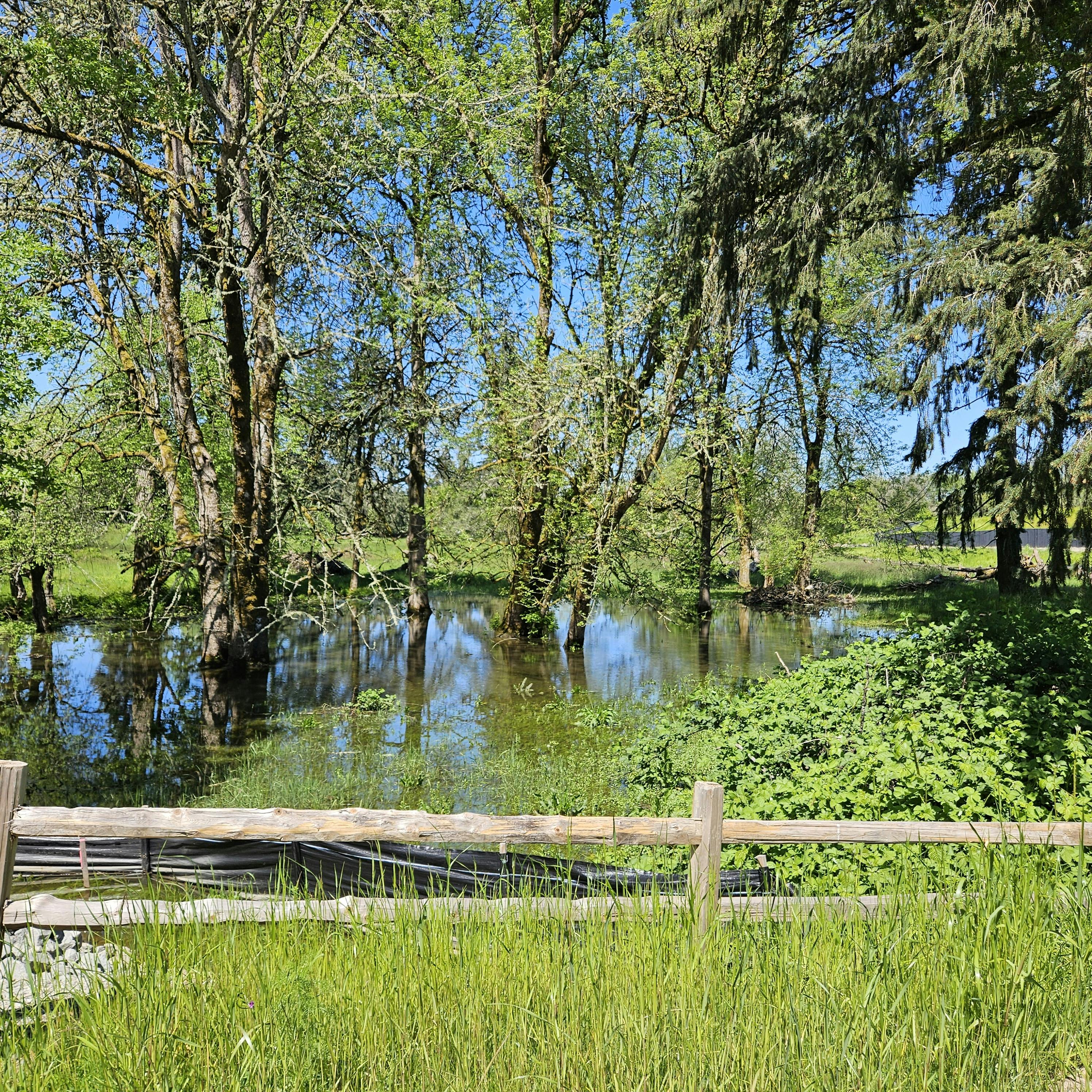 A pond surrounded by trees. 