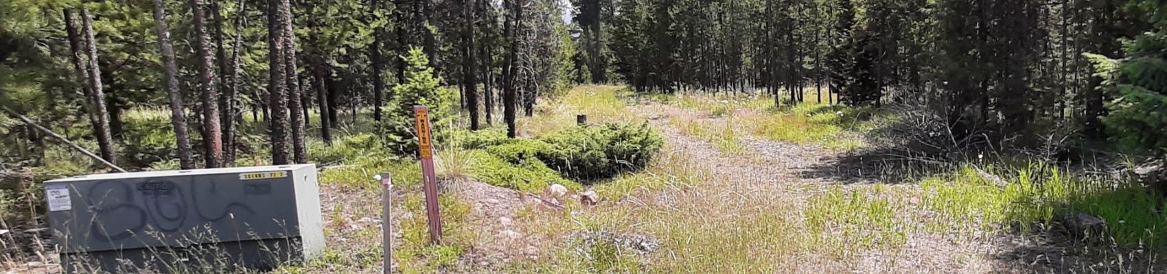 Proposed area for Lazy Acres RV Park. Shows pine trees, grasses and forest terrain 