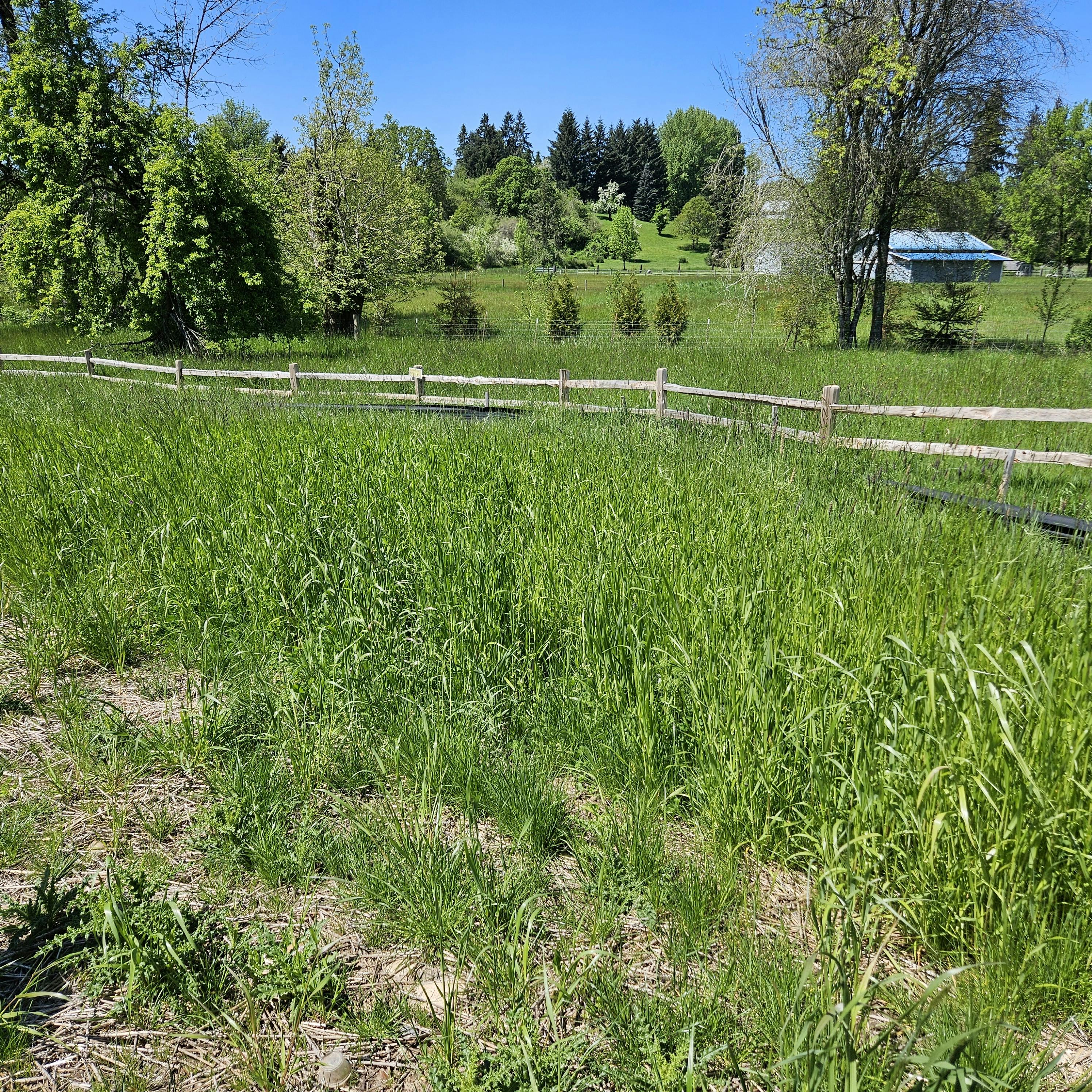 A wooden fence splits a grass field.