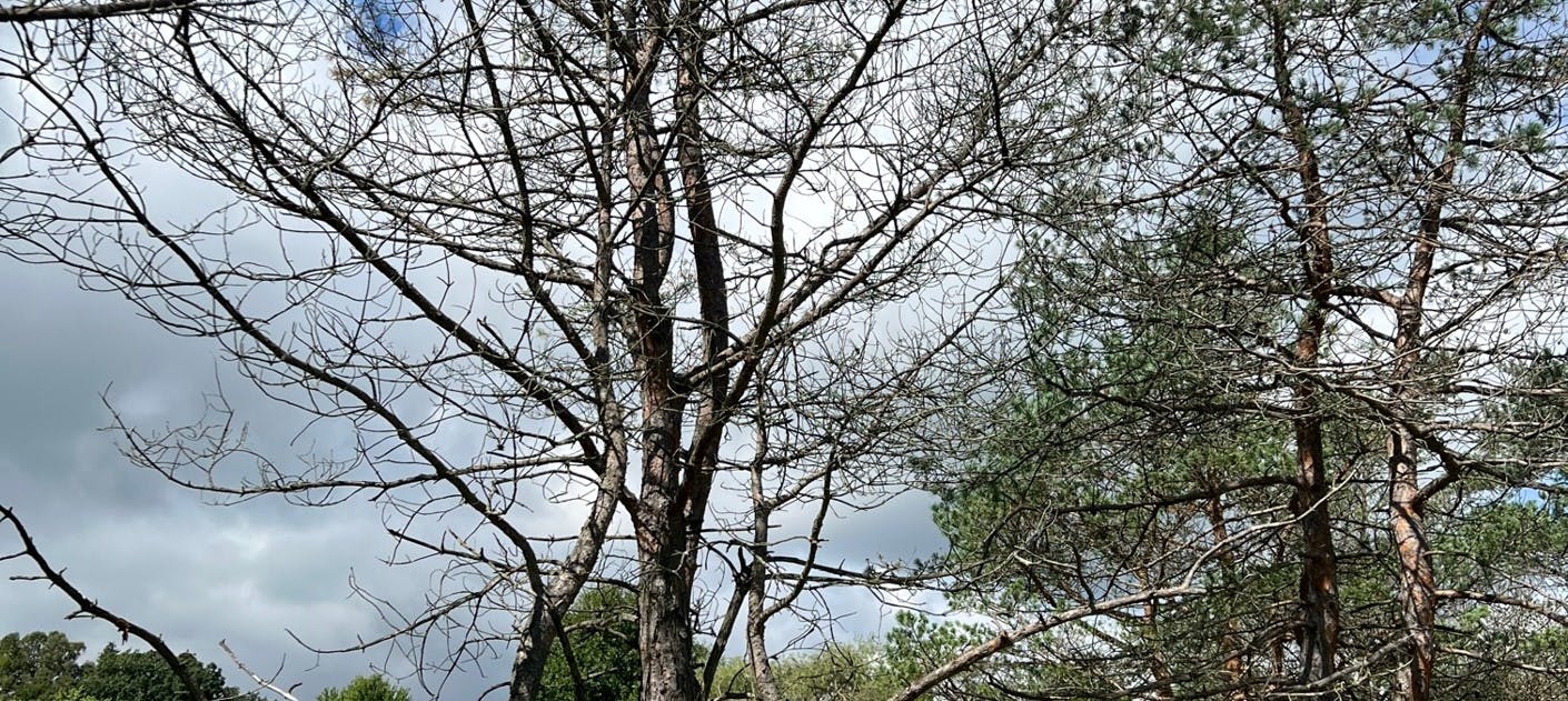 Existing Scotch Pines are thinning out and being consumed by vines and ivy.