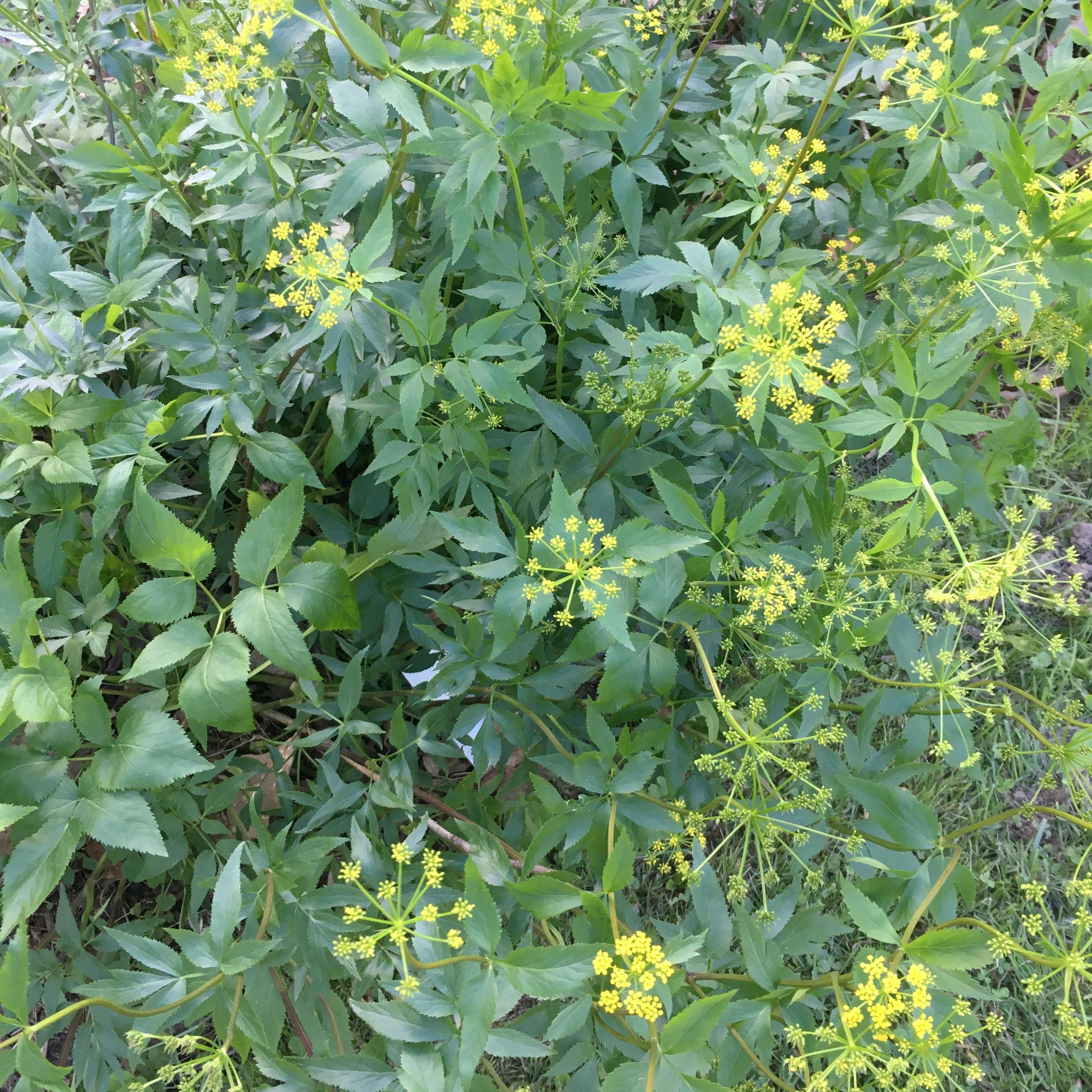 MAY in the pollinator garden. Zizia aurea (Golden Alexanders) is a host plant for Black Swallowtail caterpillars.