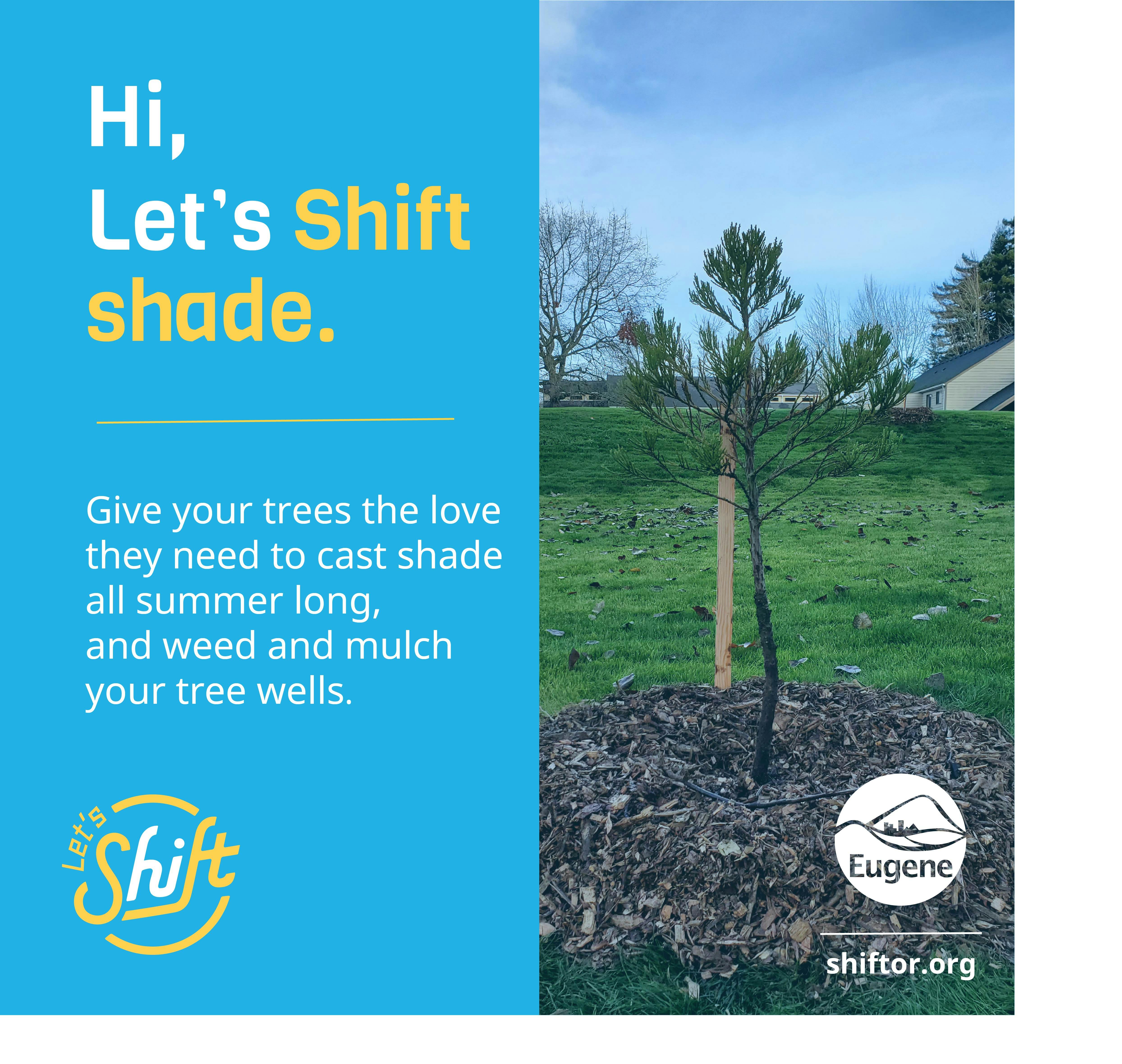 Shift_social-IG Tree Wells.jpg