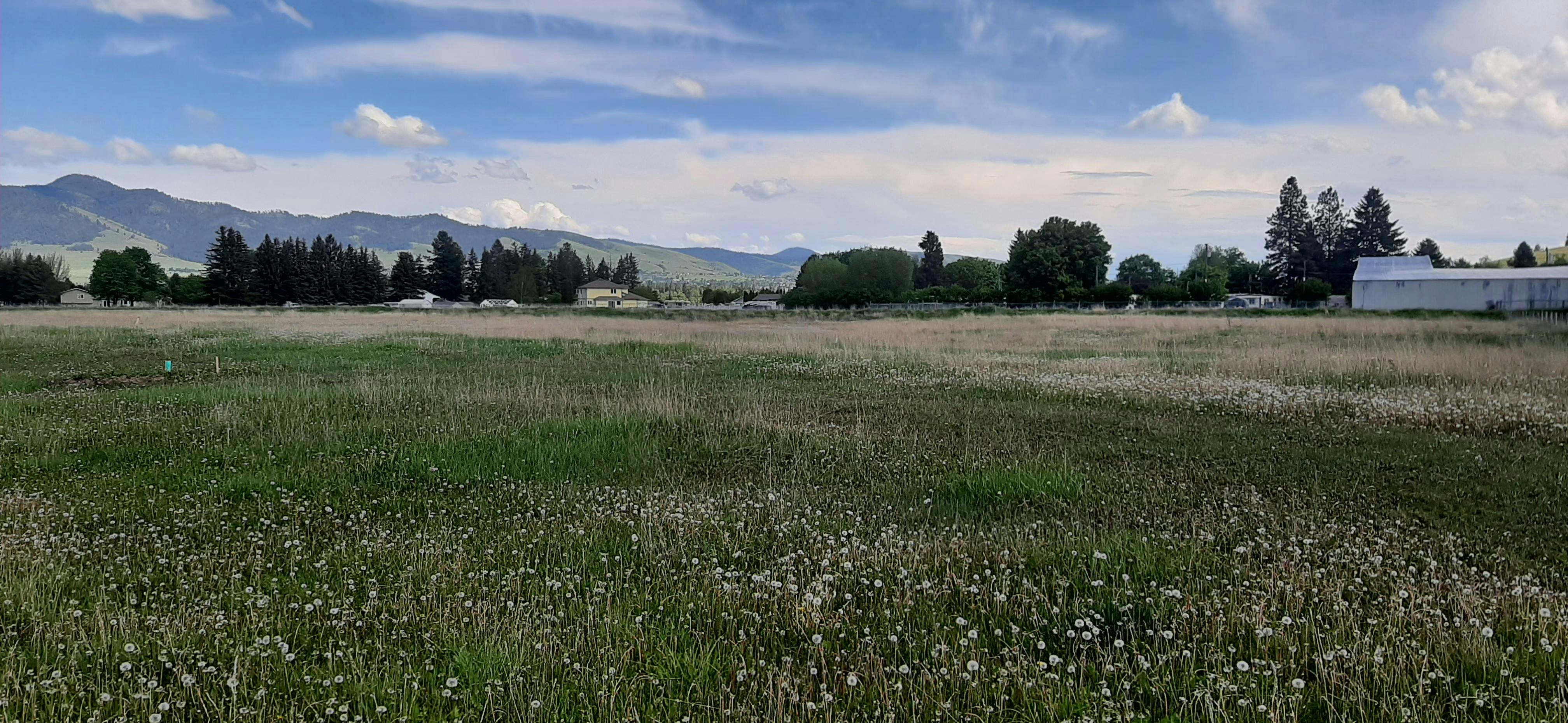 Dairy Subdivision Site - View from North Avenue