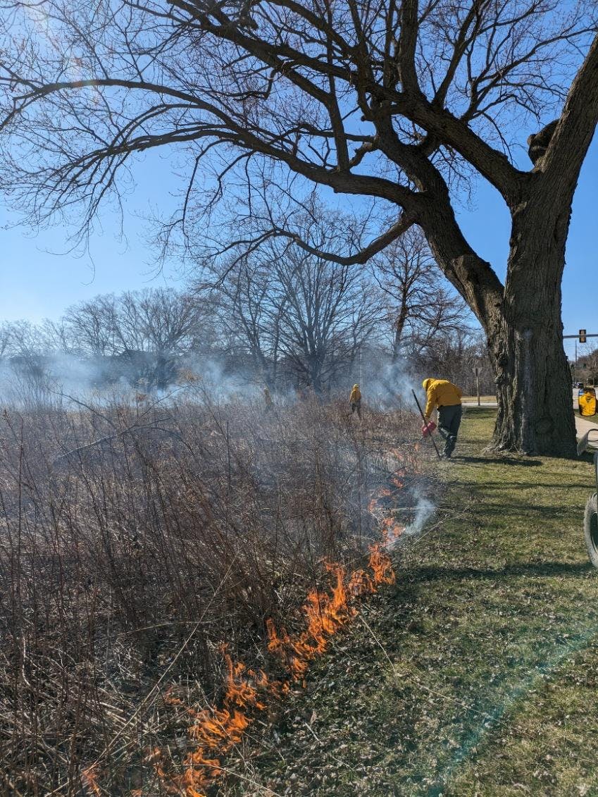 Lloyd Street Prairie Prescribed Burn 2023.JPG