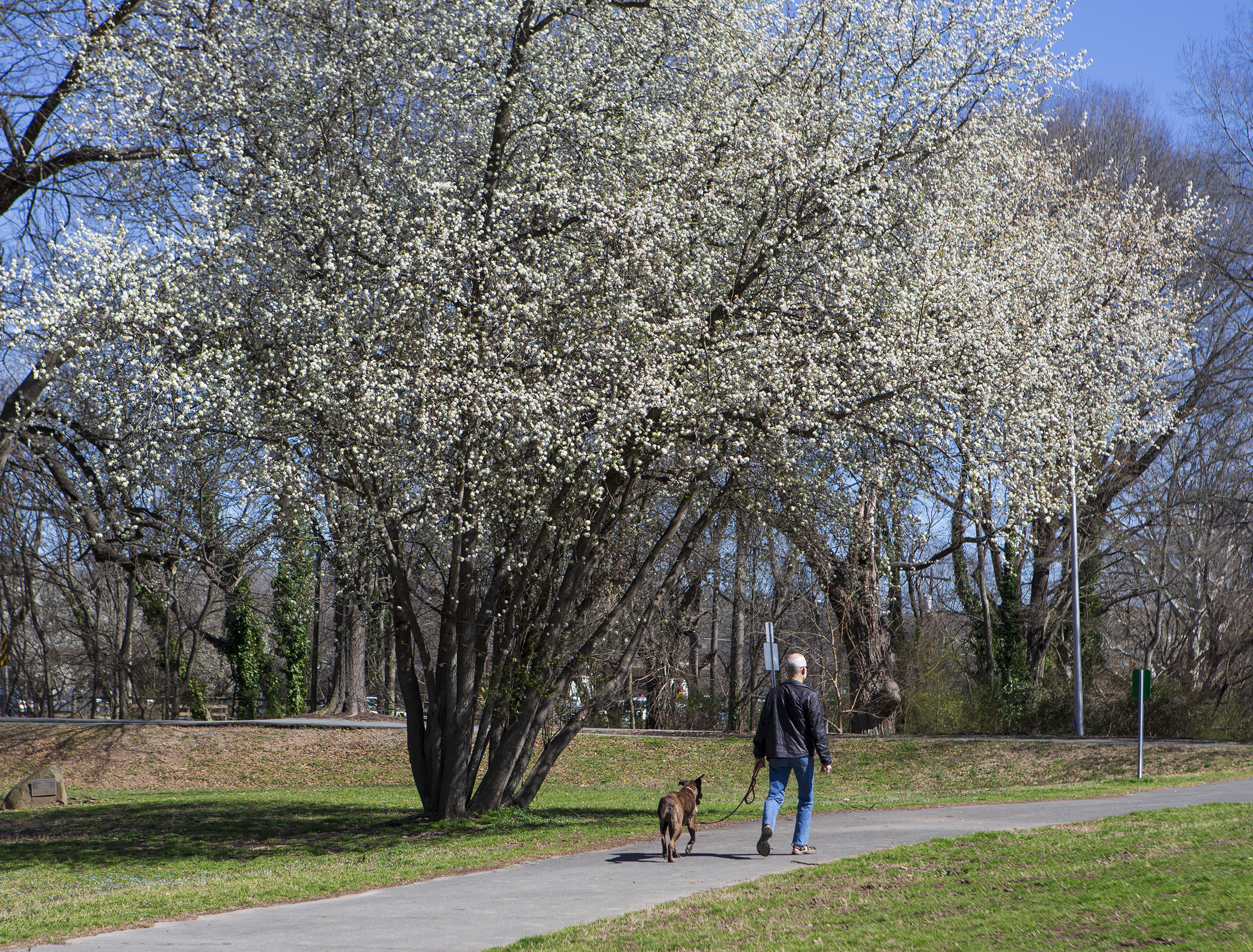 Man walking dog on greenway