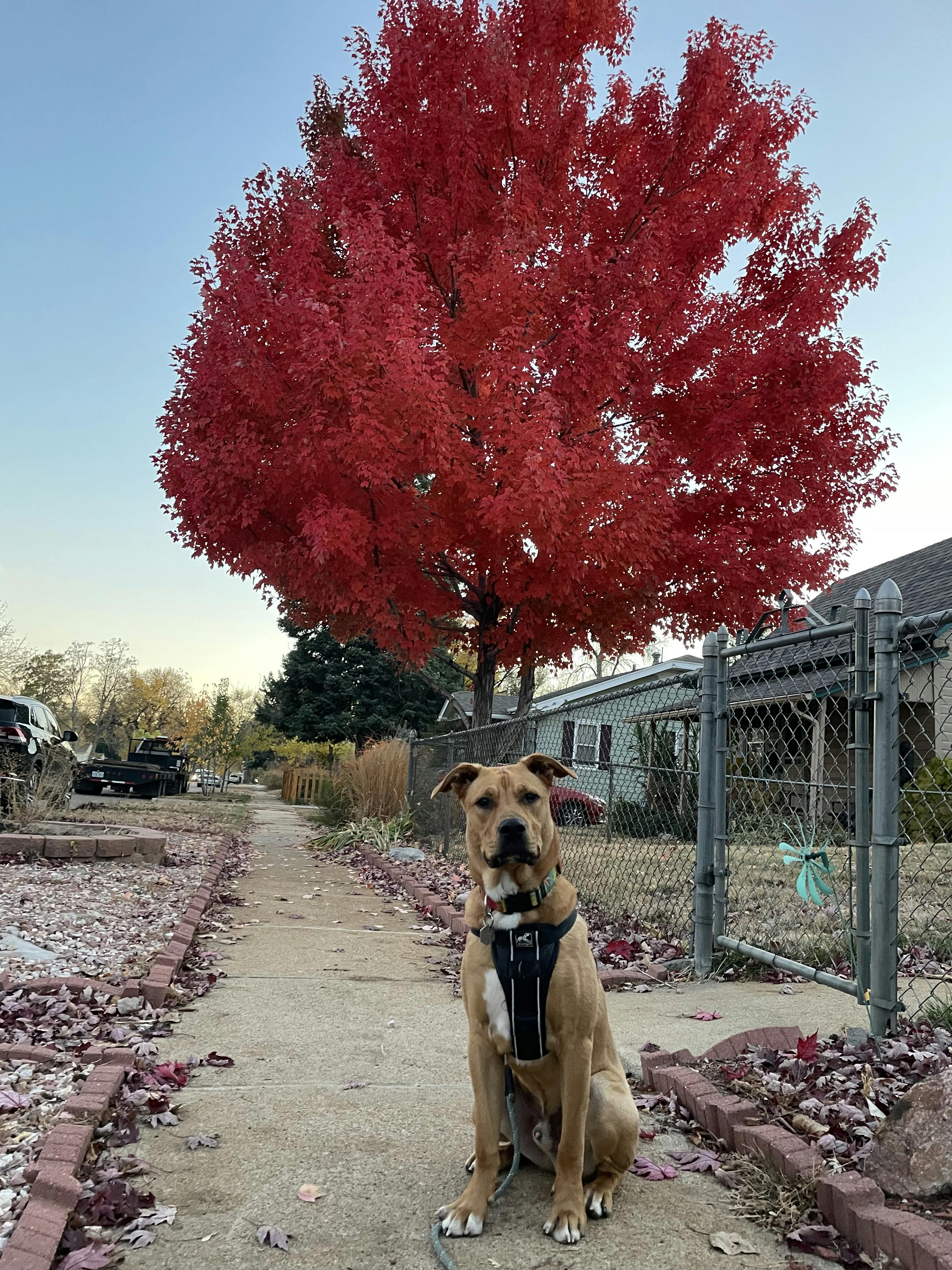 dog sitting in front of red tree