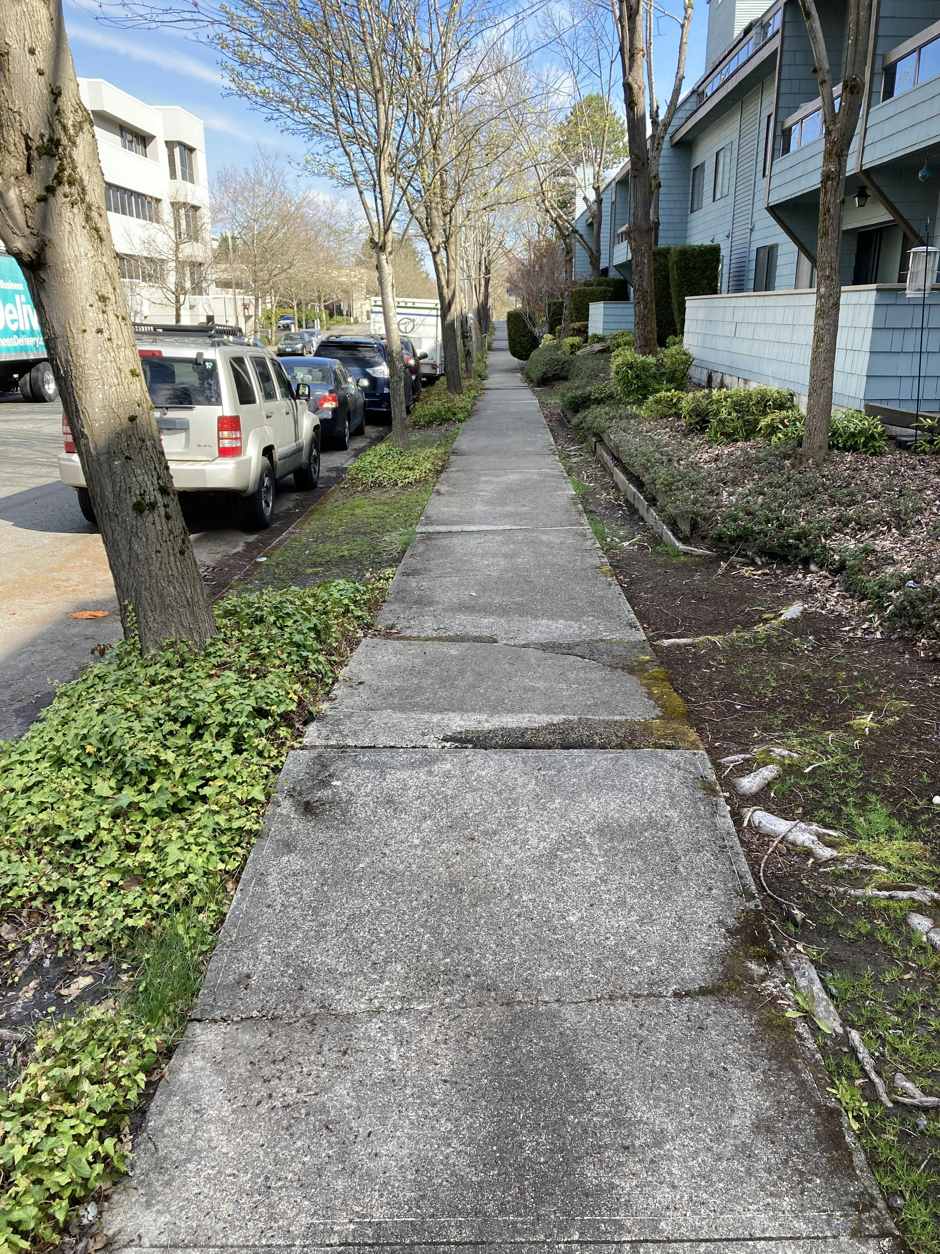 Image of heaving sidewalk on 80th Ave due to large tree roots.