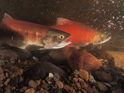 Adult kokanee salmon in Lake Sammamish.