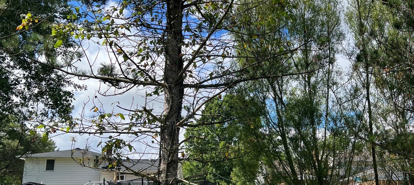 Existing Scotch Pines are thinning out and being consumed by vines and ivy.