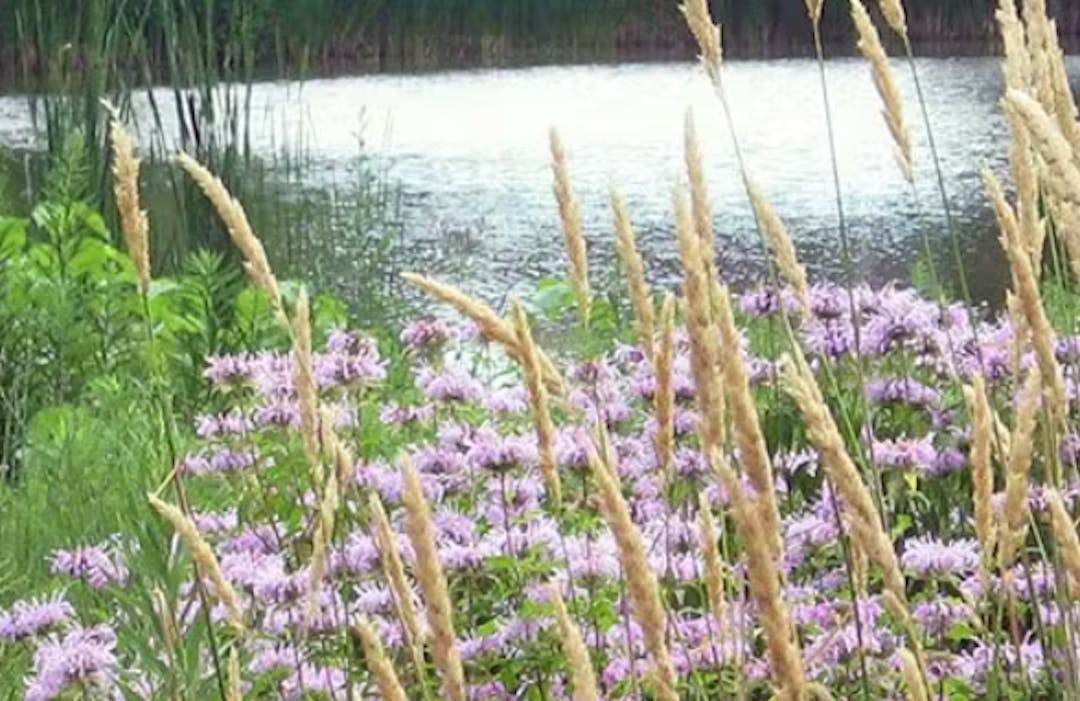 Pond with purple flowers and other vegetation