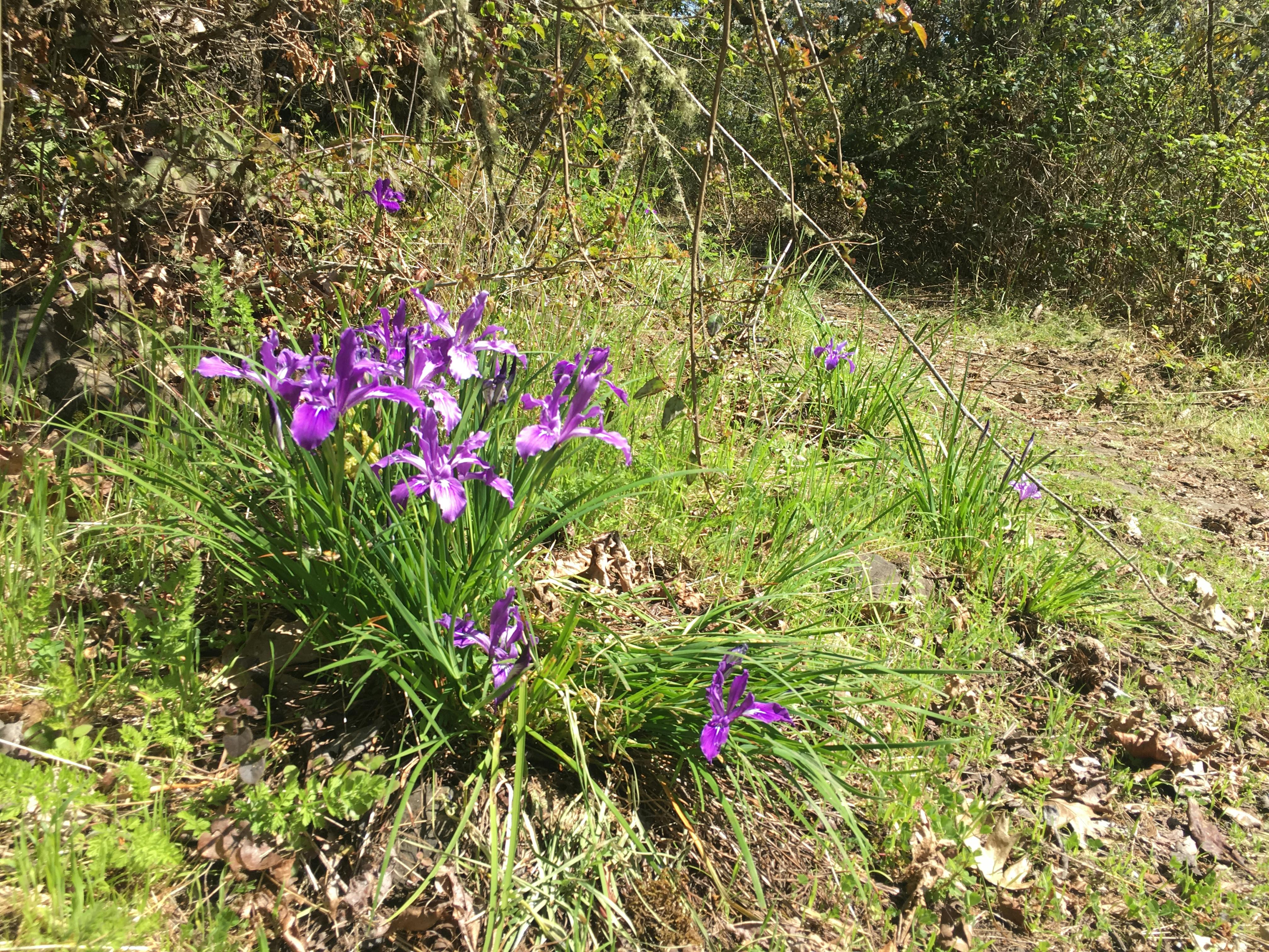 Oregon iris