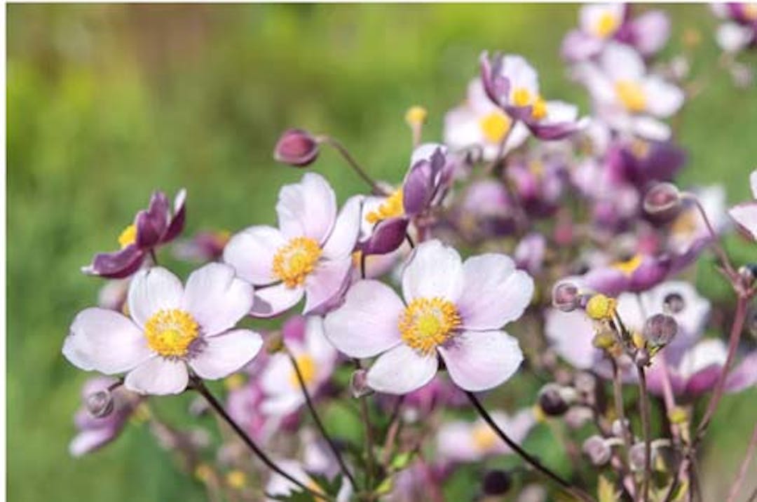 Japanese windflower (anemone tomentosum) is one of the  plants needed for the community heritage perennial garden