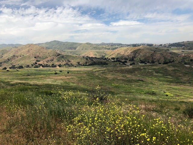 Hillside in bloom.jpg