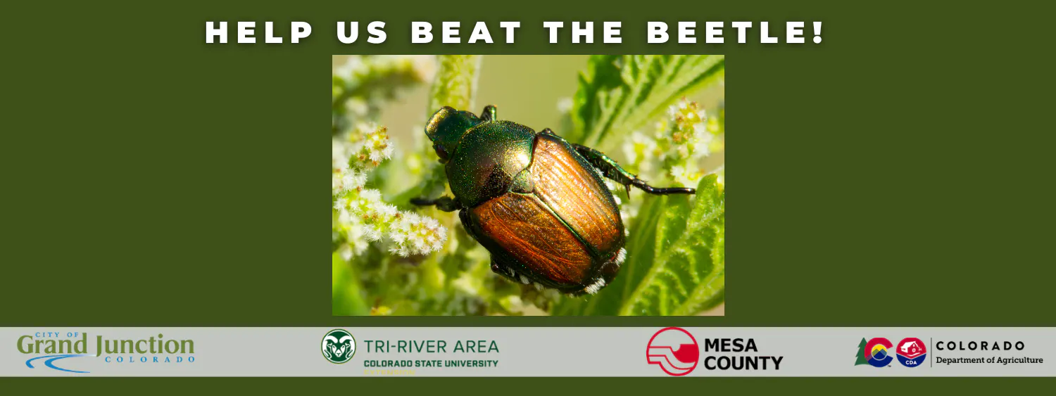 A Japanese Beetle with four logos on the title page. 