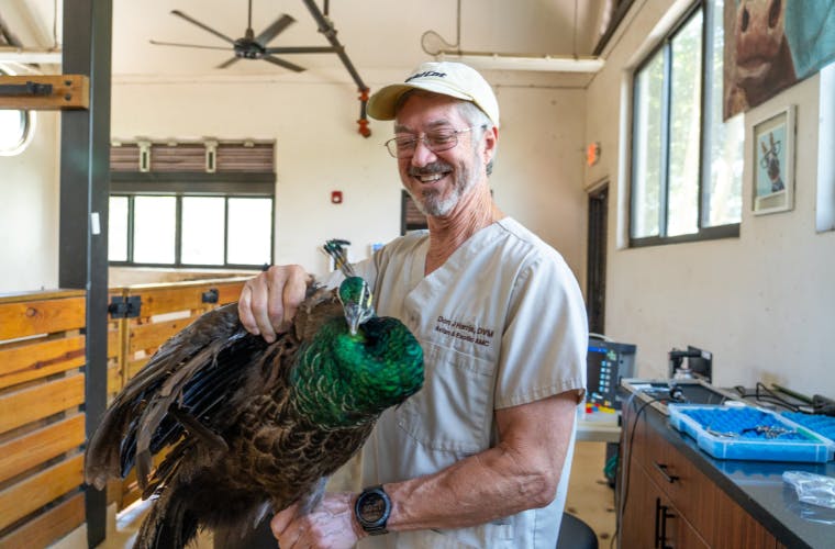 Dr. Harris and one of the trapped peacock.png