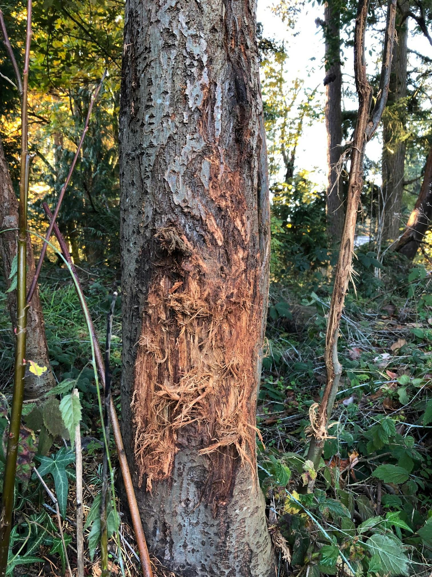 Wildwood Tree with Scratching Marks
