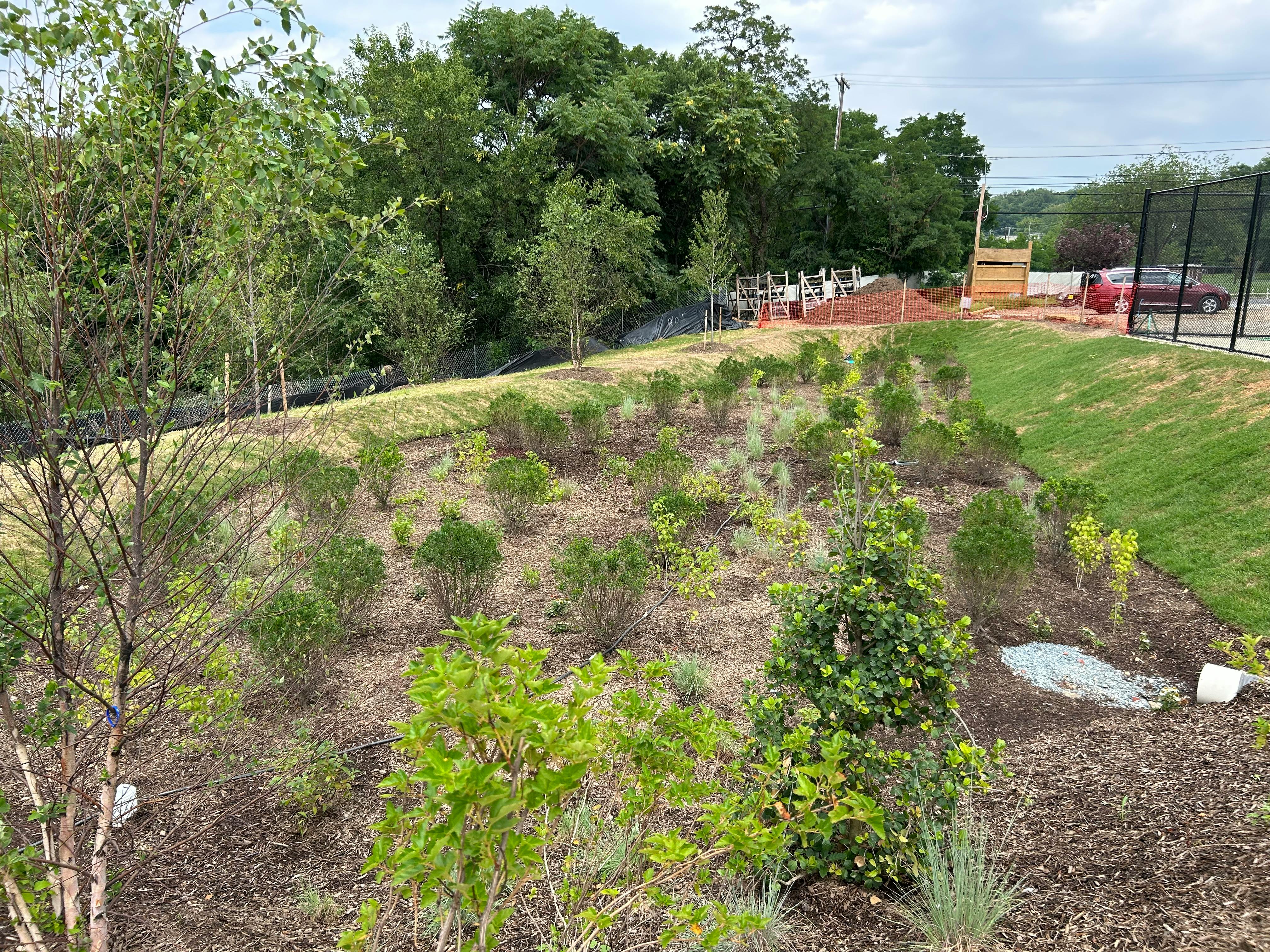 Rain Garden.jpeg