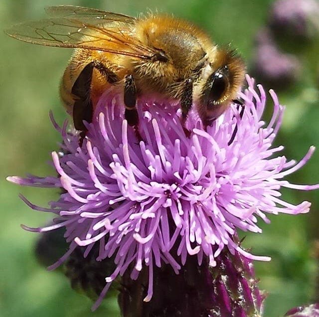 Honey Bee and Thistle.jpg
