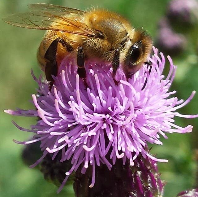 Honey Bee  and Thistle.jpg