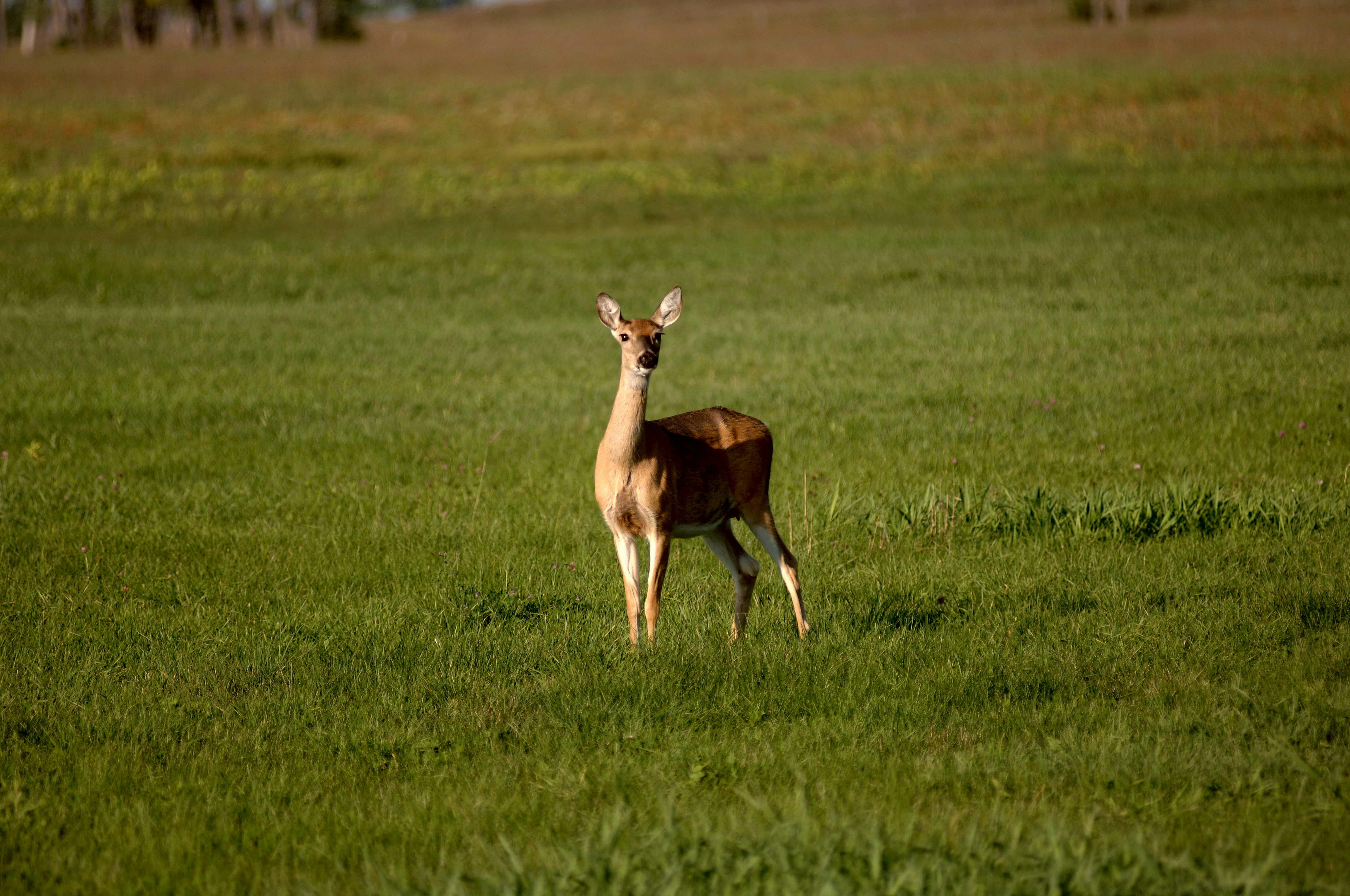 Clinton County Wildlife 3.jpg