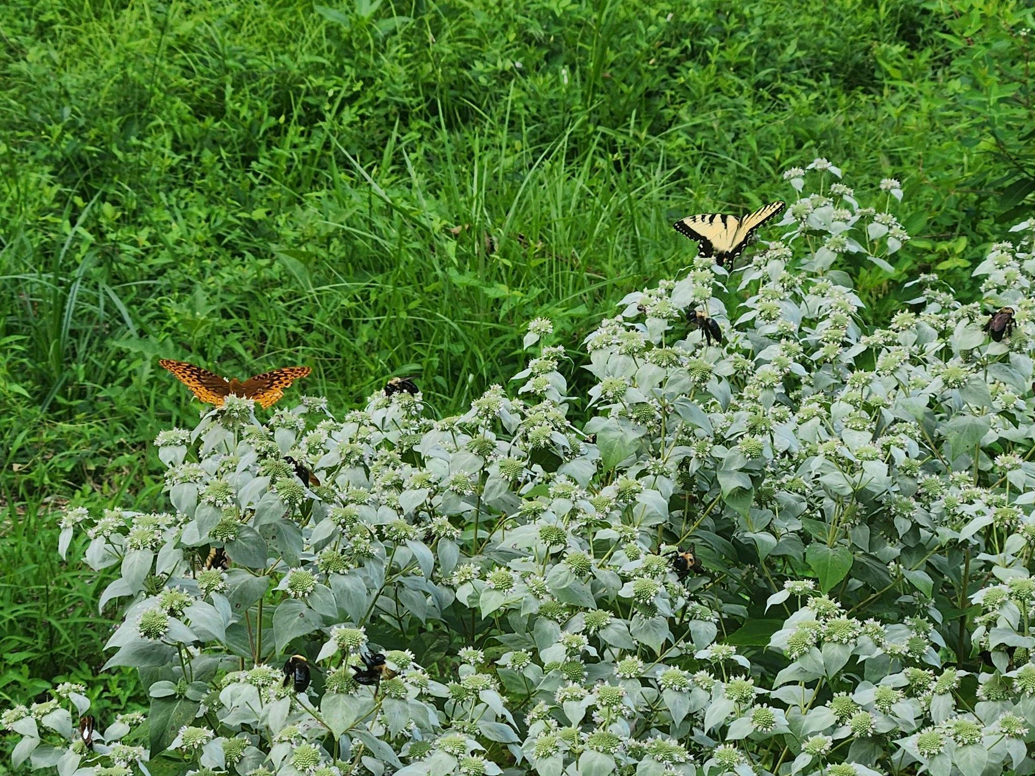 Native plants with butterflies