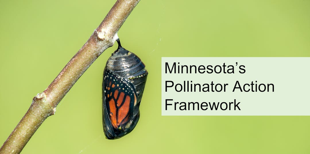 Monarch butterfly chrysalis hanging from a branch, text reads "Minnesota's Pollinator Action Framework