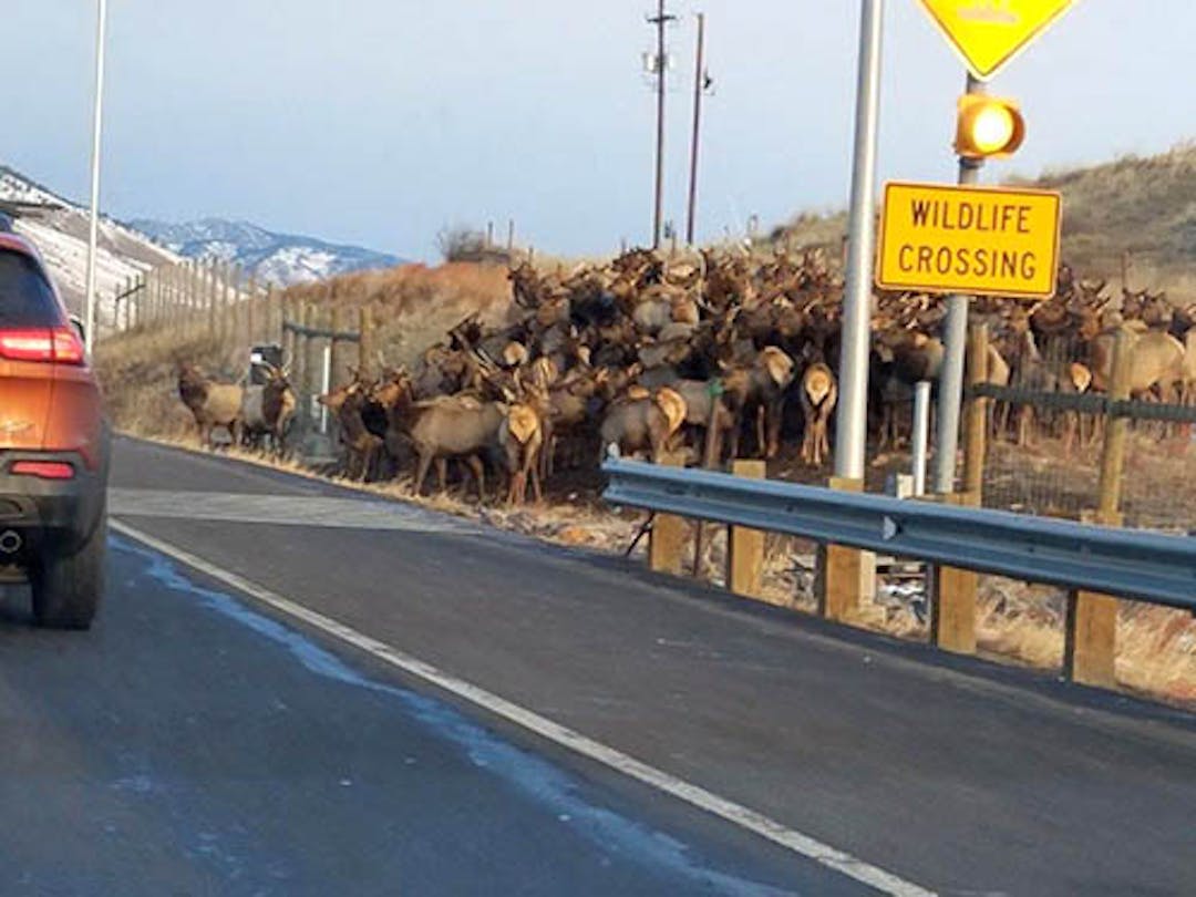 Wildlife Crossing on US6