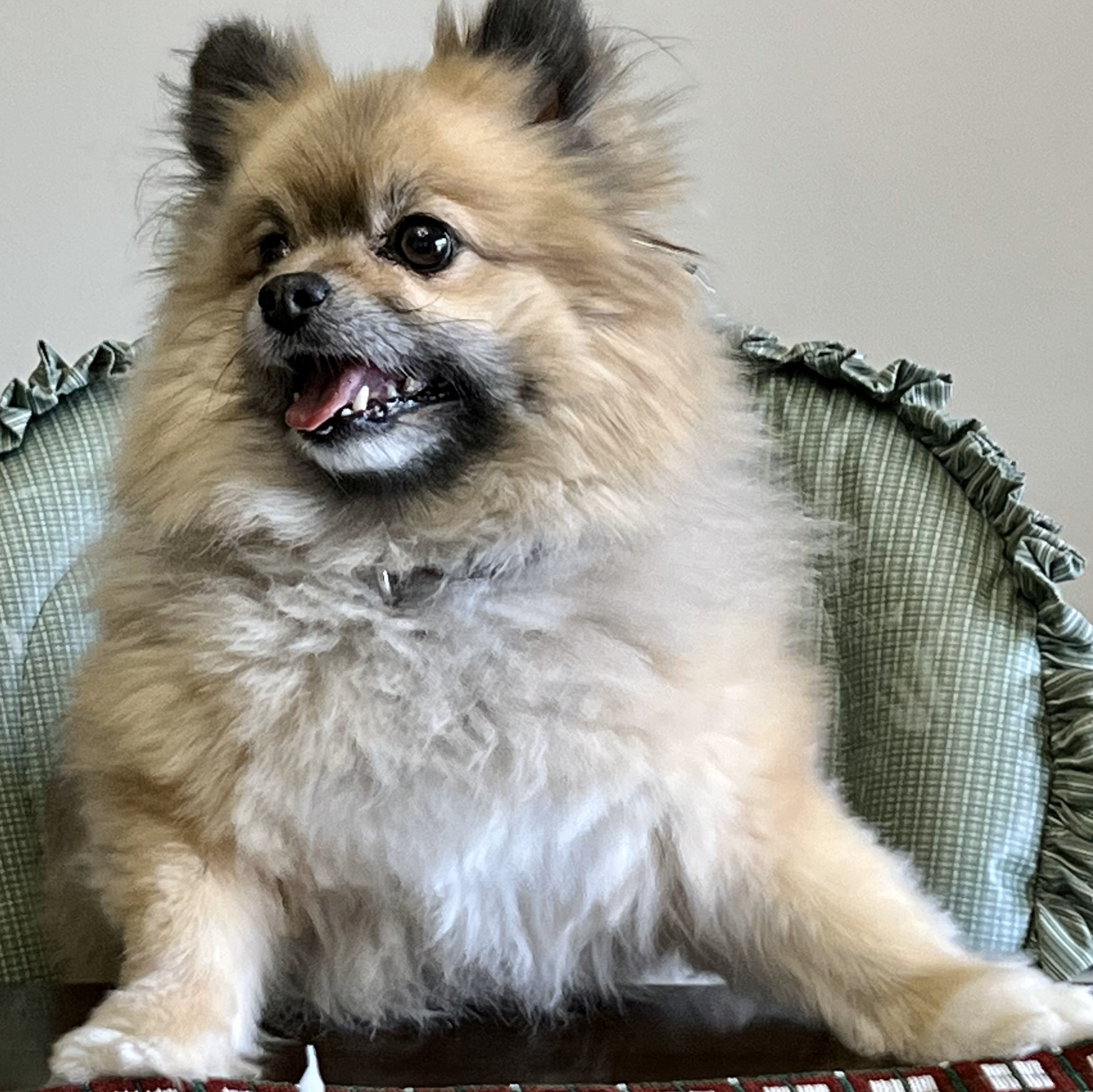 Show us your pet and tell us why they should be the next Missoula ...