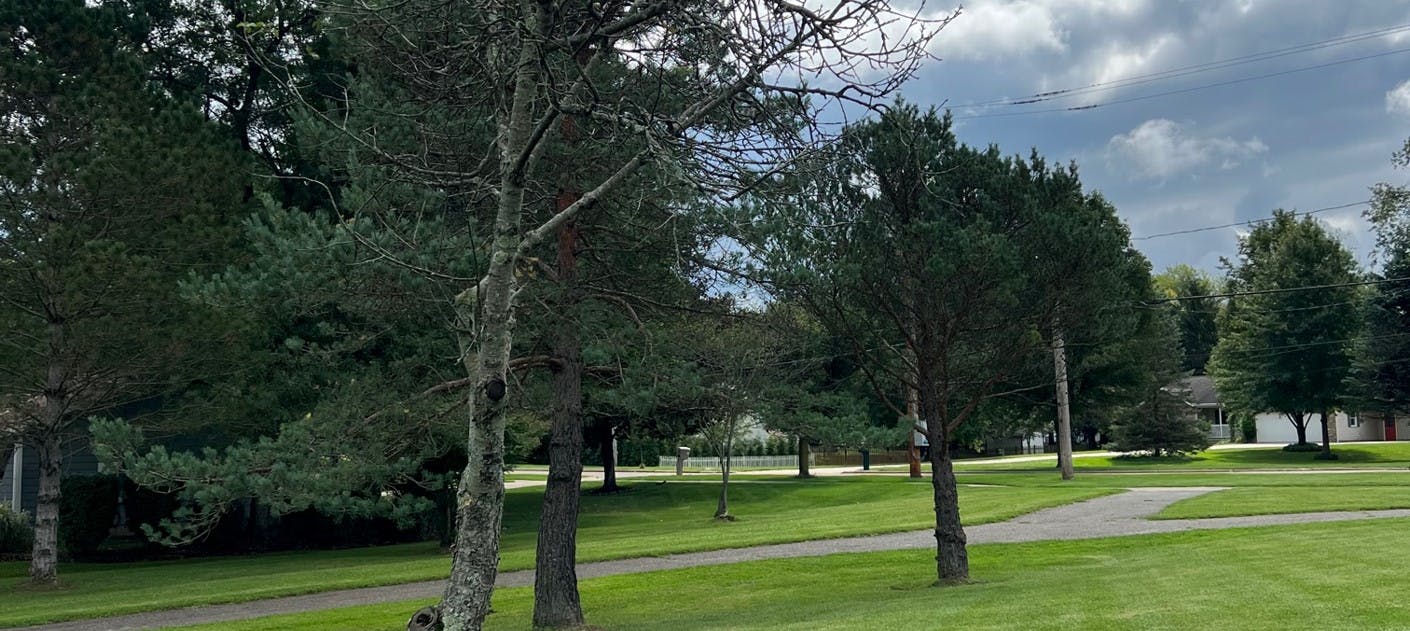 Existing Scotch Pines are thinning out and being consumed by vines and ivy.