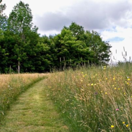 meadow path