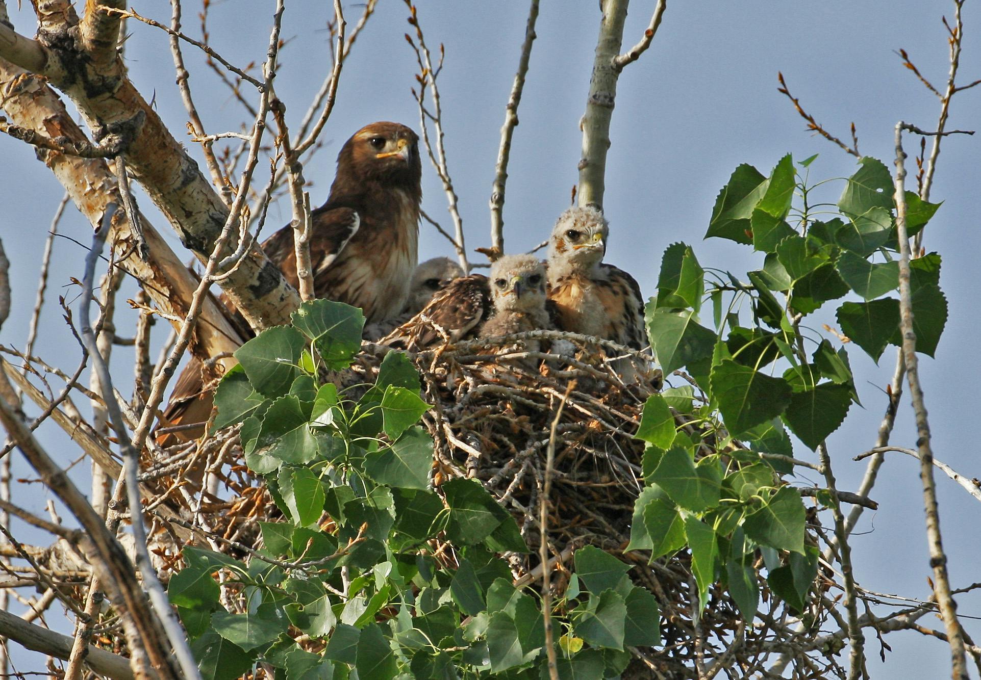 Red-Tailed Hawk Nest
