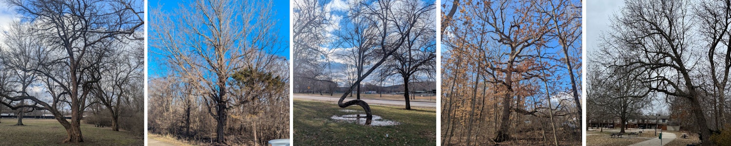 Collage of Amazing Tree candidates
