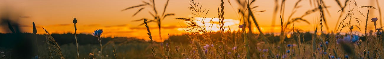 A field in Minnesota during the summer. 