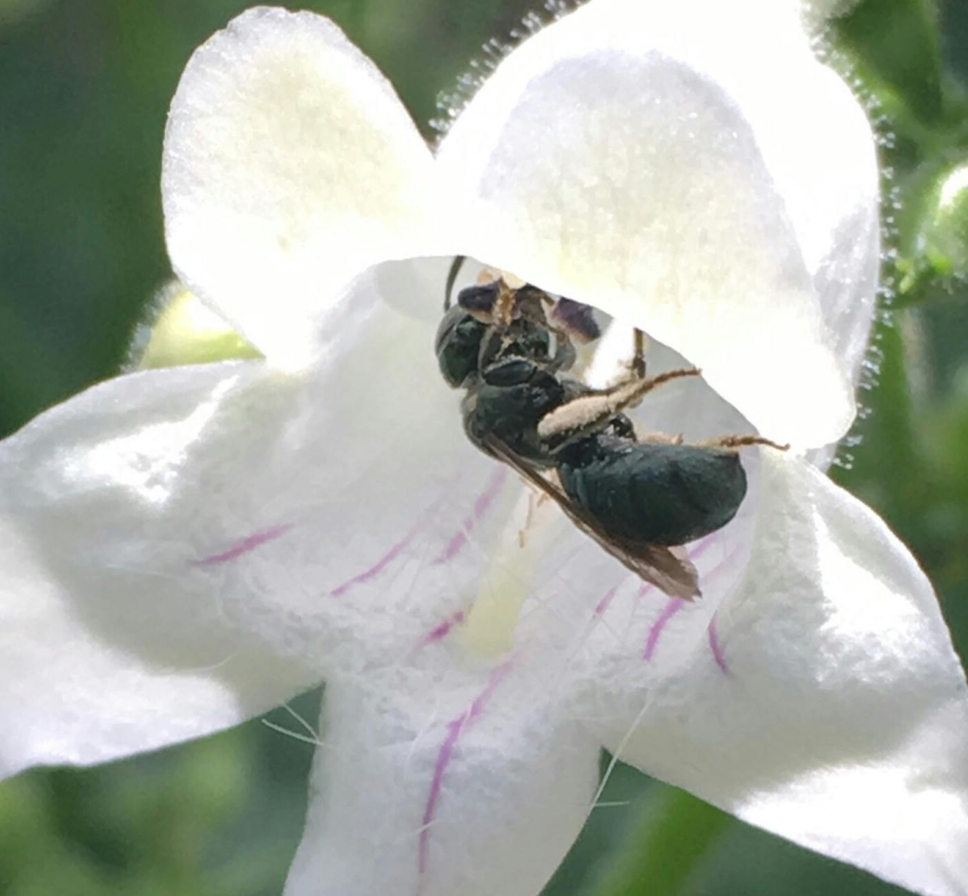 JUNE in the garden - A VT native small carpenter bee forages for pollen in Penstemon digitalis