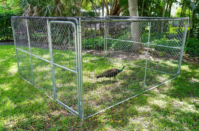 Example of a peacock trap in Pinecrest