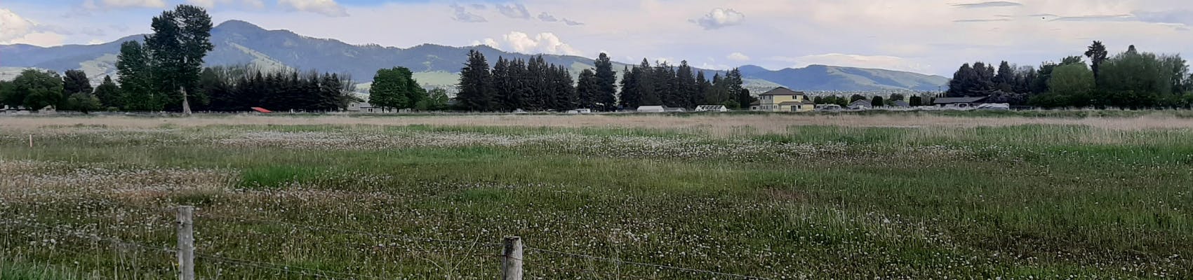 Proposed area for The Dairy Residential Subdivision. Shows green grasses on an evening summer day.