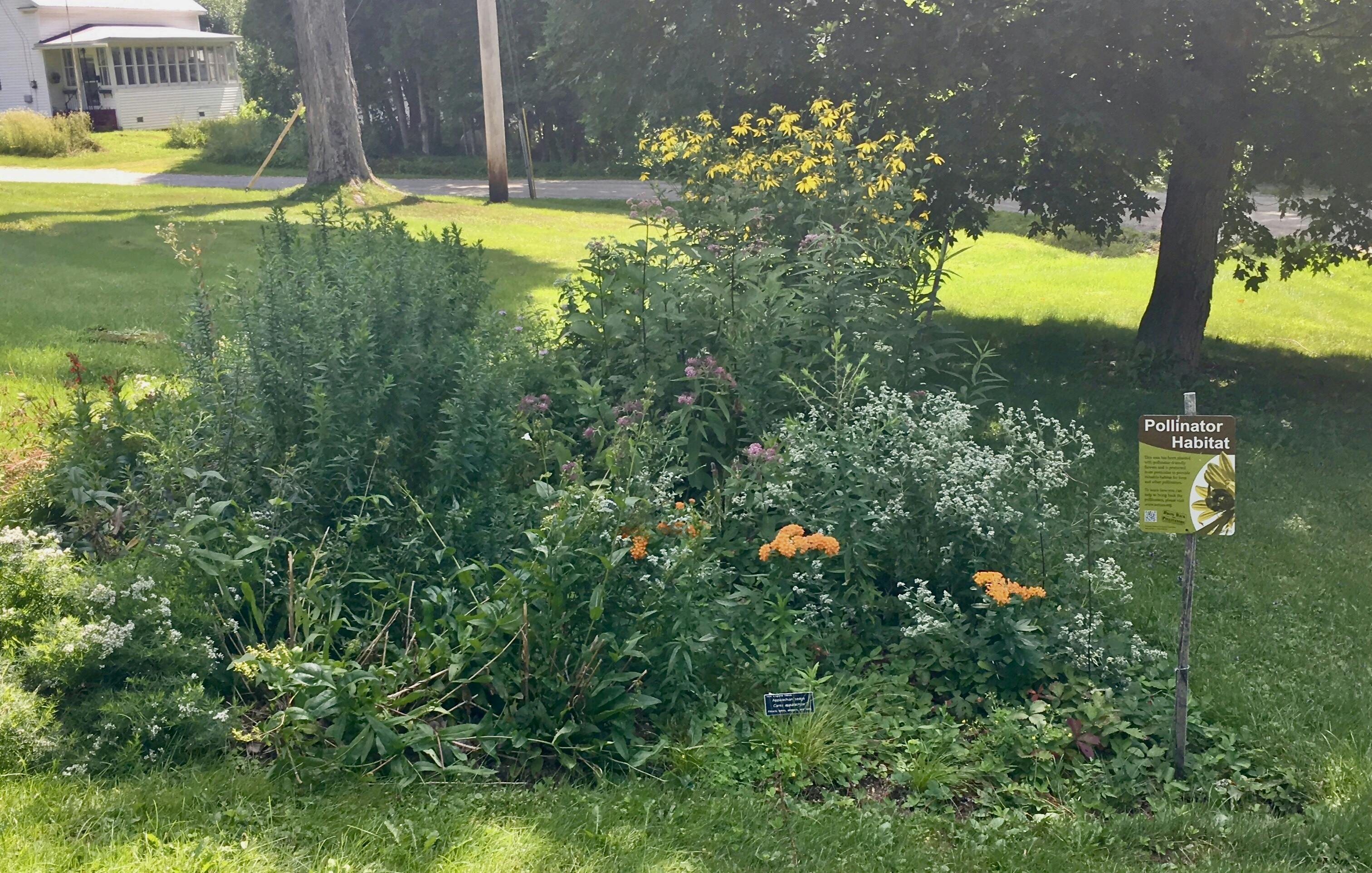 Jericho Center Pollinator Garden - August in Bloom