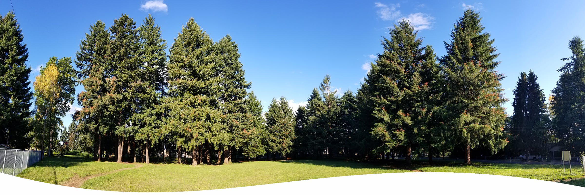 Panoramic image of Shaffer Park with a grassy field surrounded by various evergreen trees. There is a dirt trail on the left.