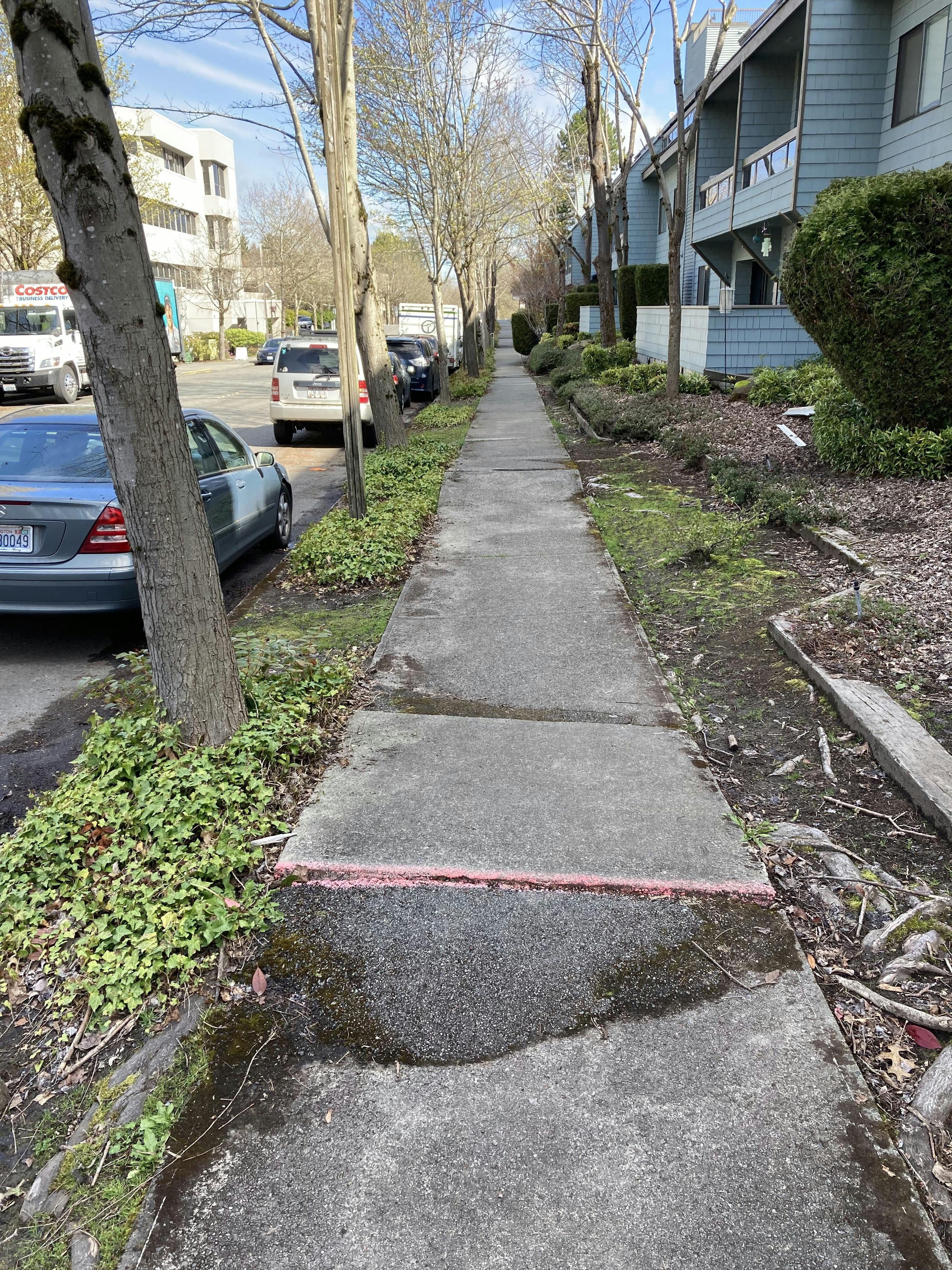 Heaving sidewalk on 80th Ave