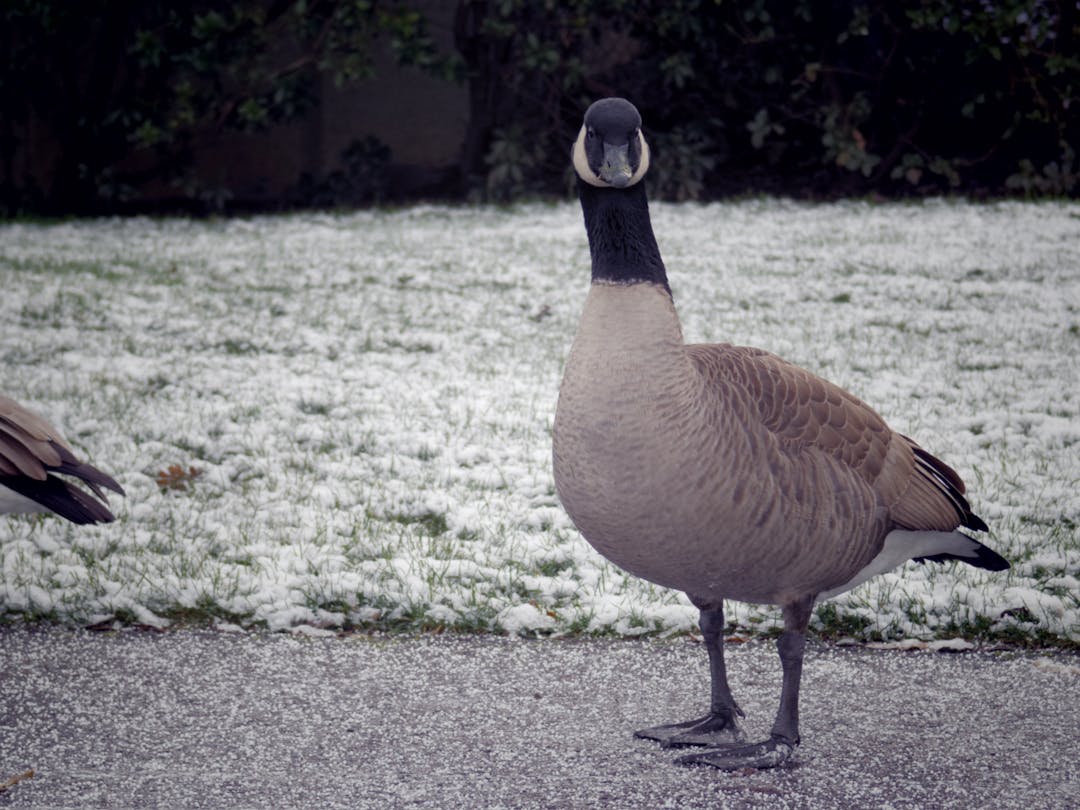 Goose in the snow