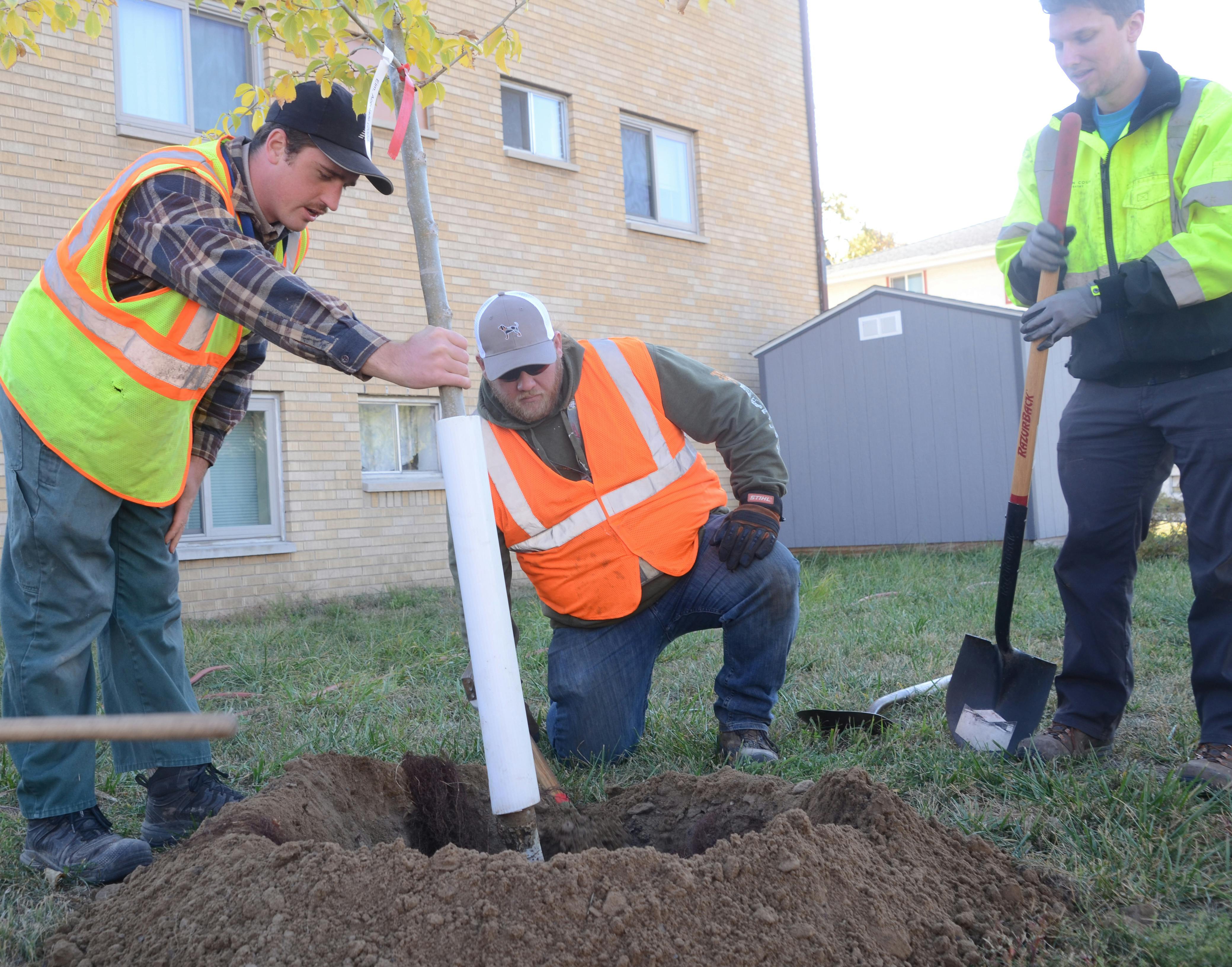 Three foresters work together to plant a tree next to an apartment building