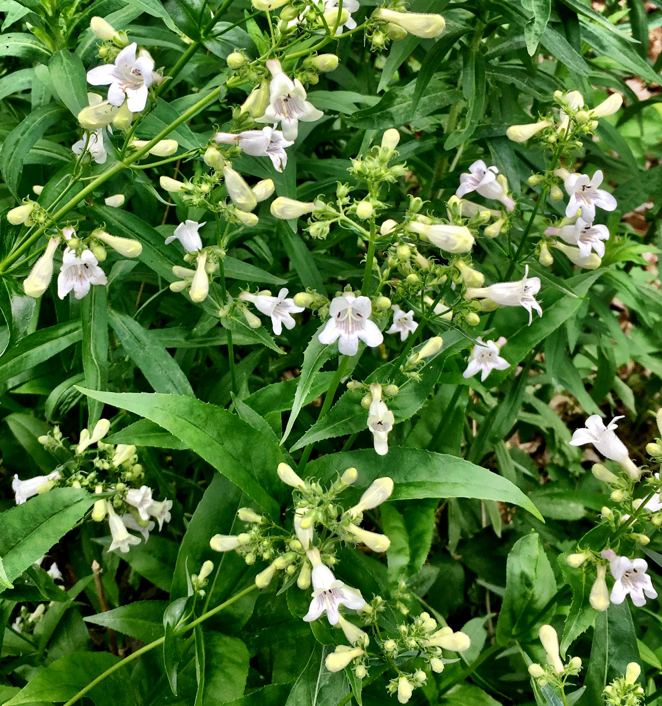 Penstemon digitalis blooming in June - This native plant attracts bees and hummingbirds