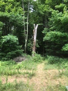 Blueberry bushes in Mobbs Orchard -with woodpecker tree