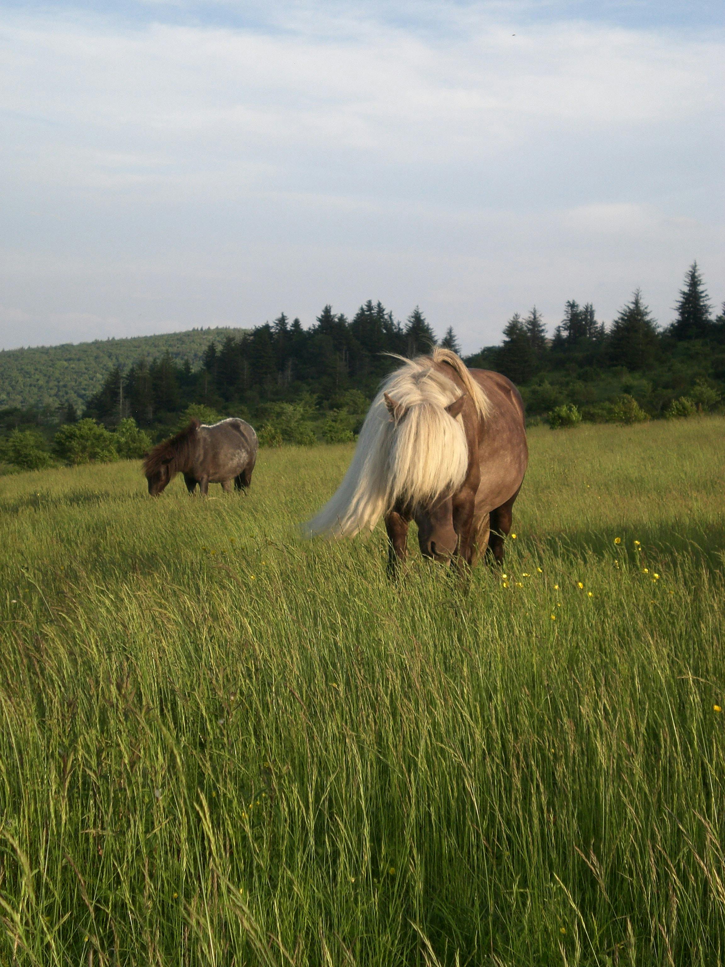 Wild Ponies at Grayson Highlands