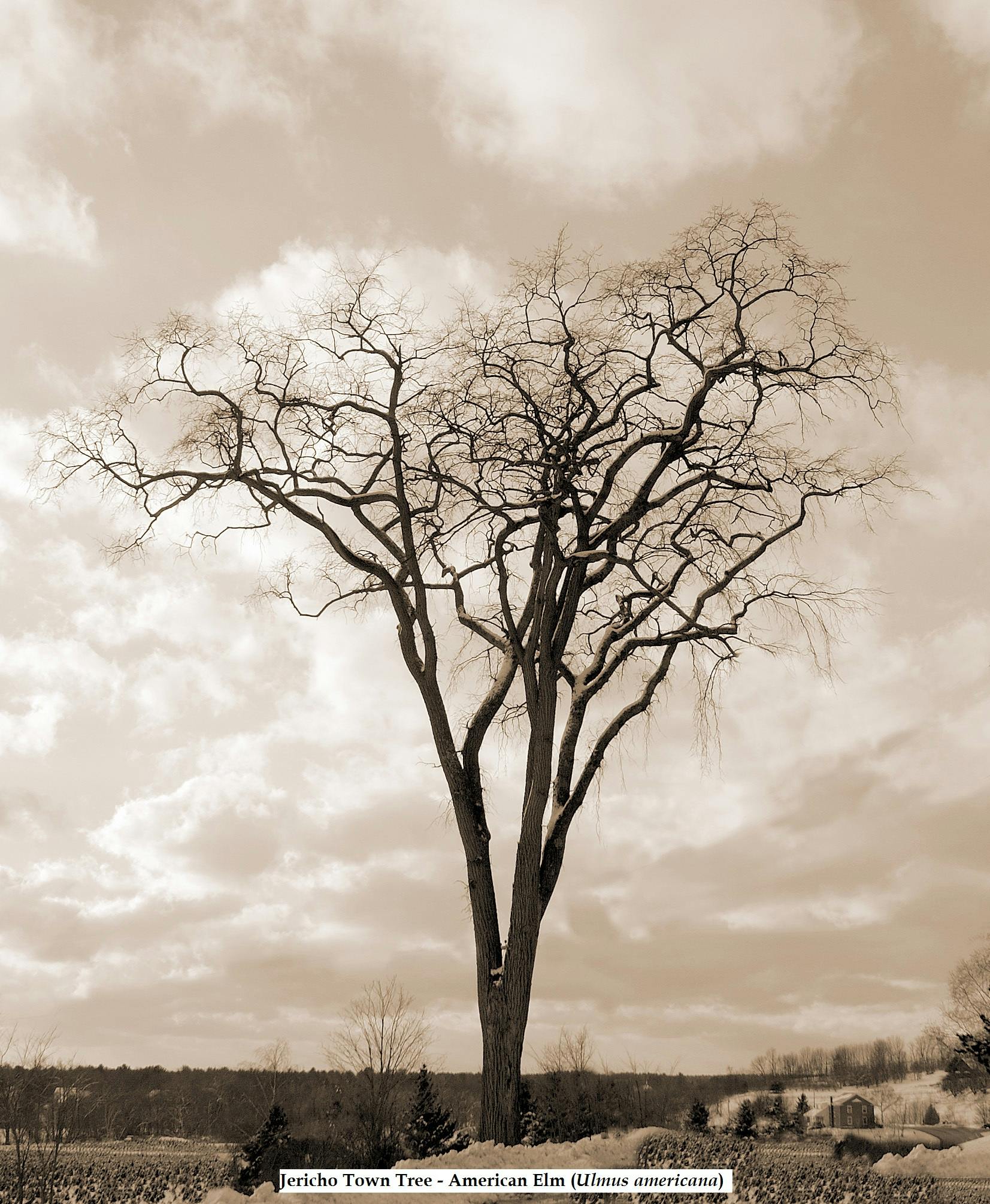 Jericho Town Treesepia F