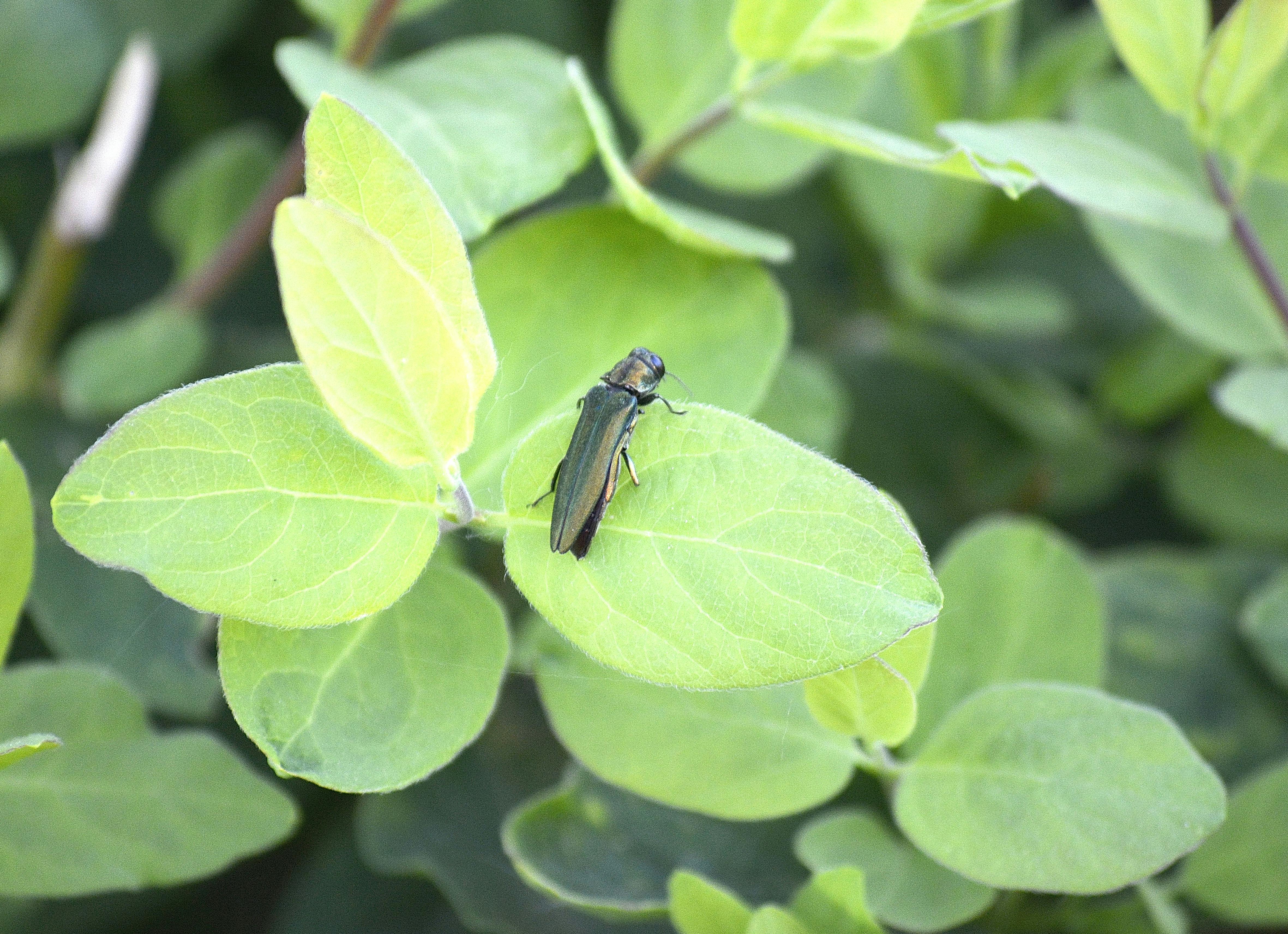 Emerald Ash Borer